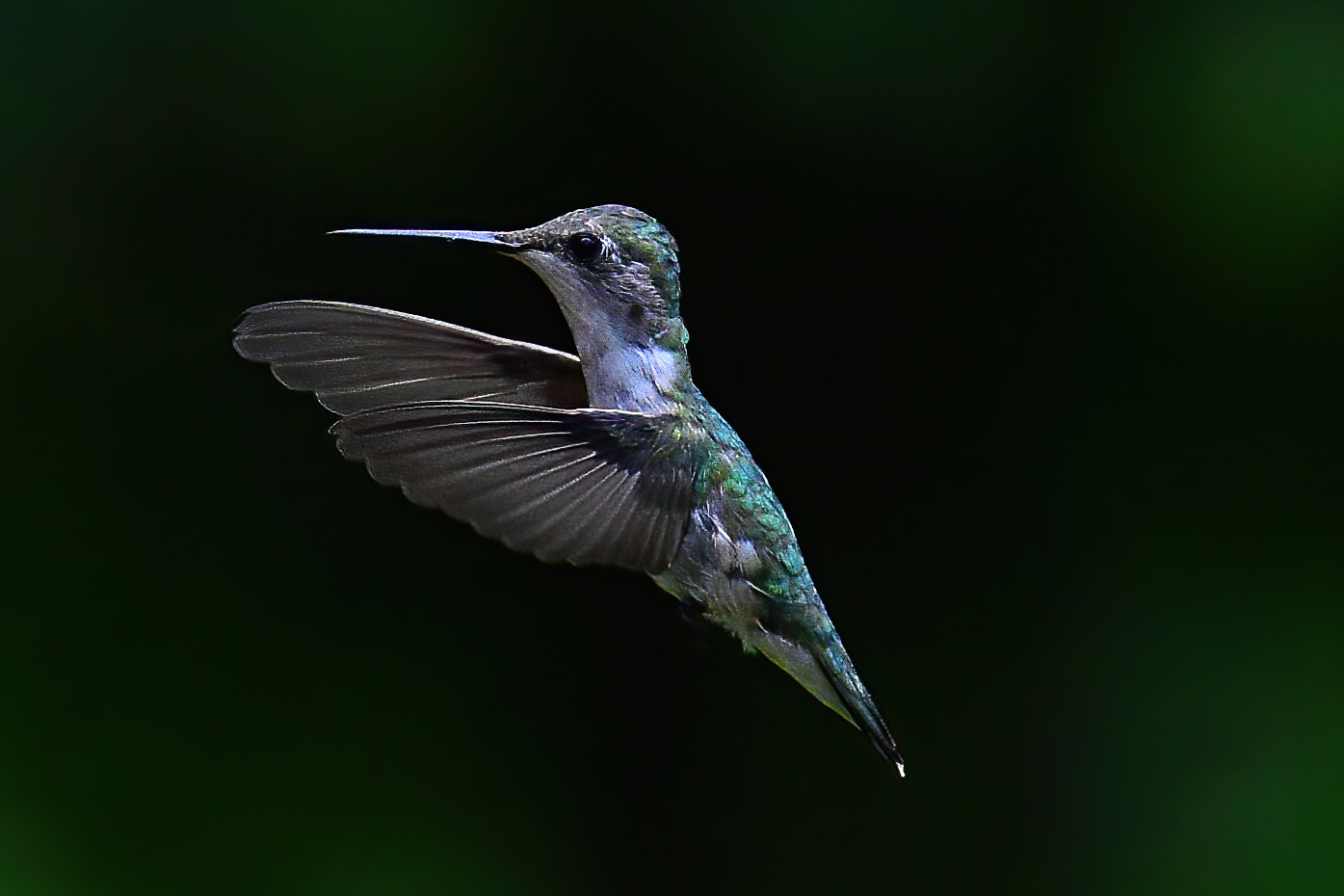 Hummer in Green