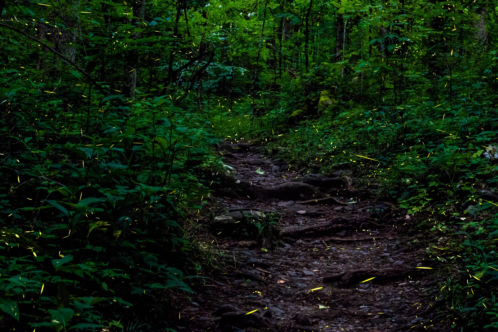Smoky Mountain Night Lights