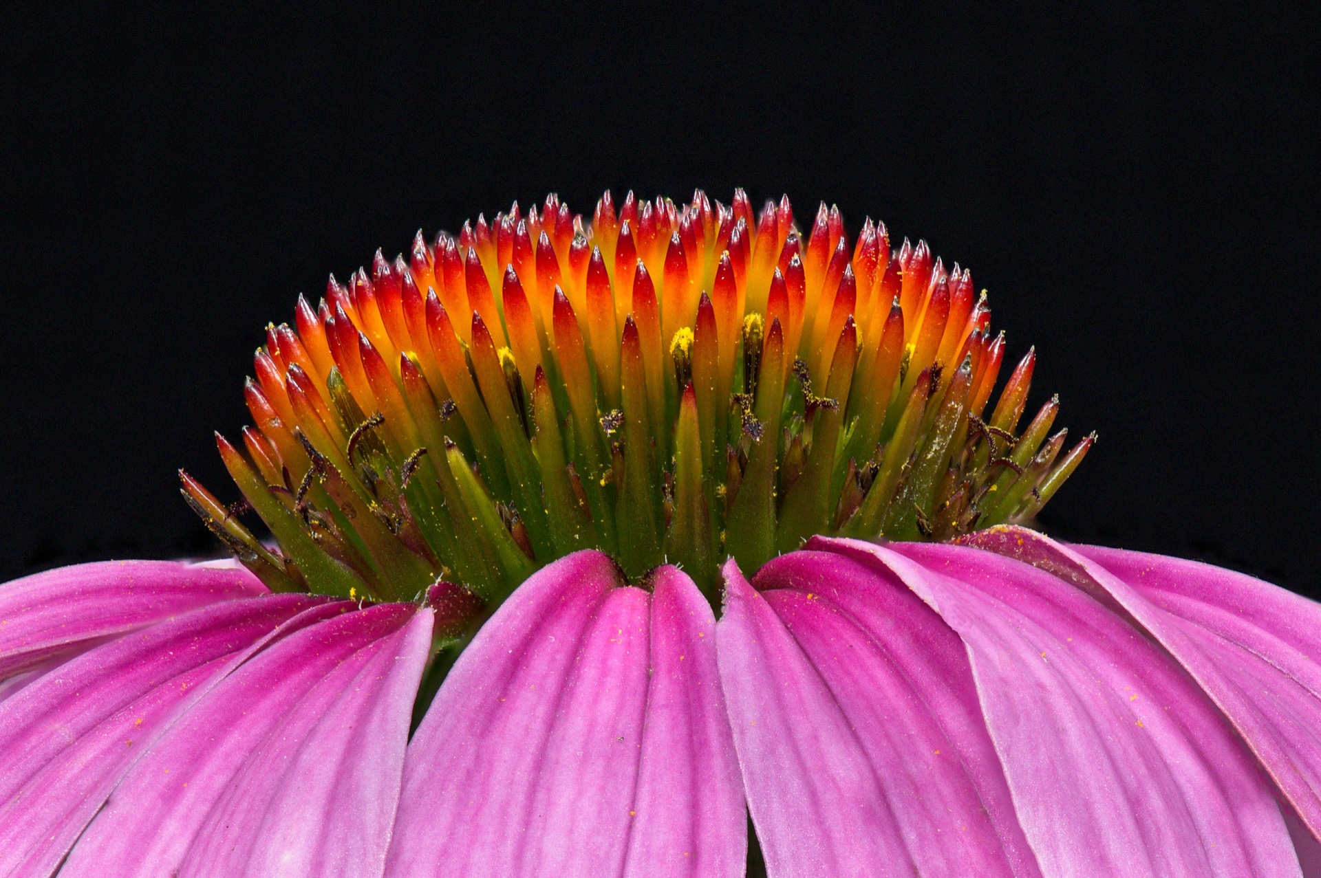 Coneflower Closeup