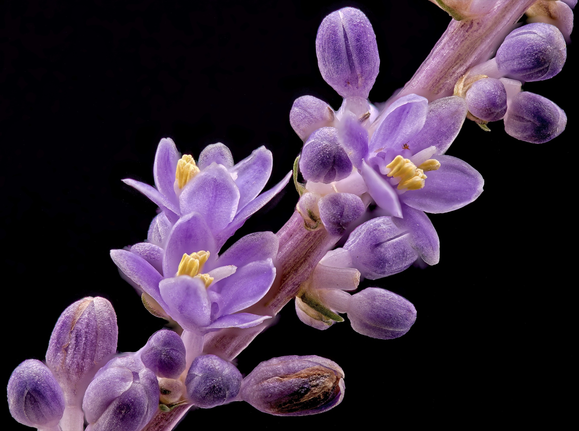 Monkey Grass Macro