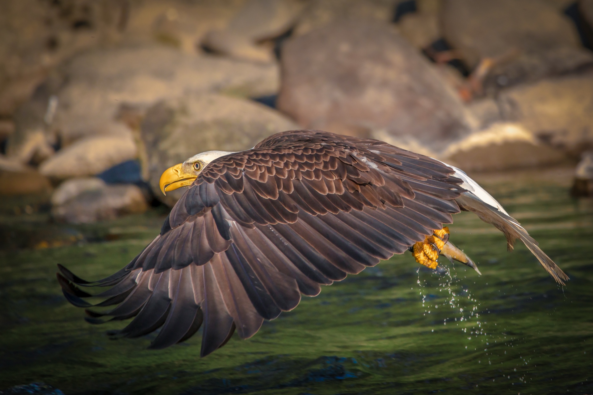 The Good Catch