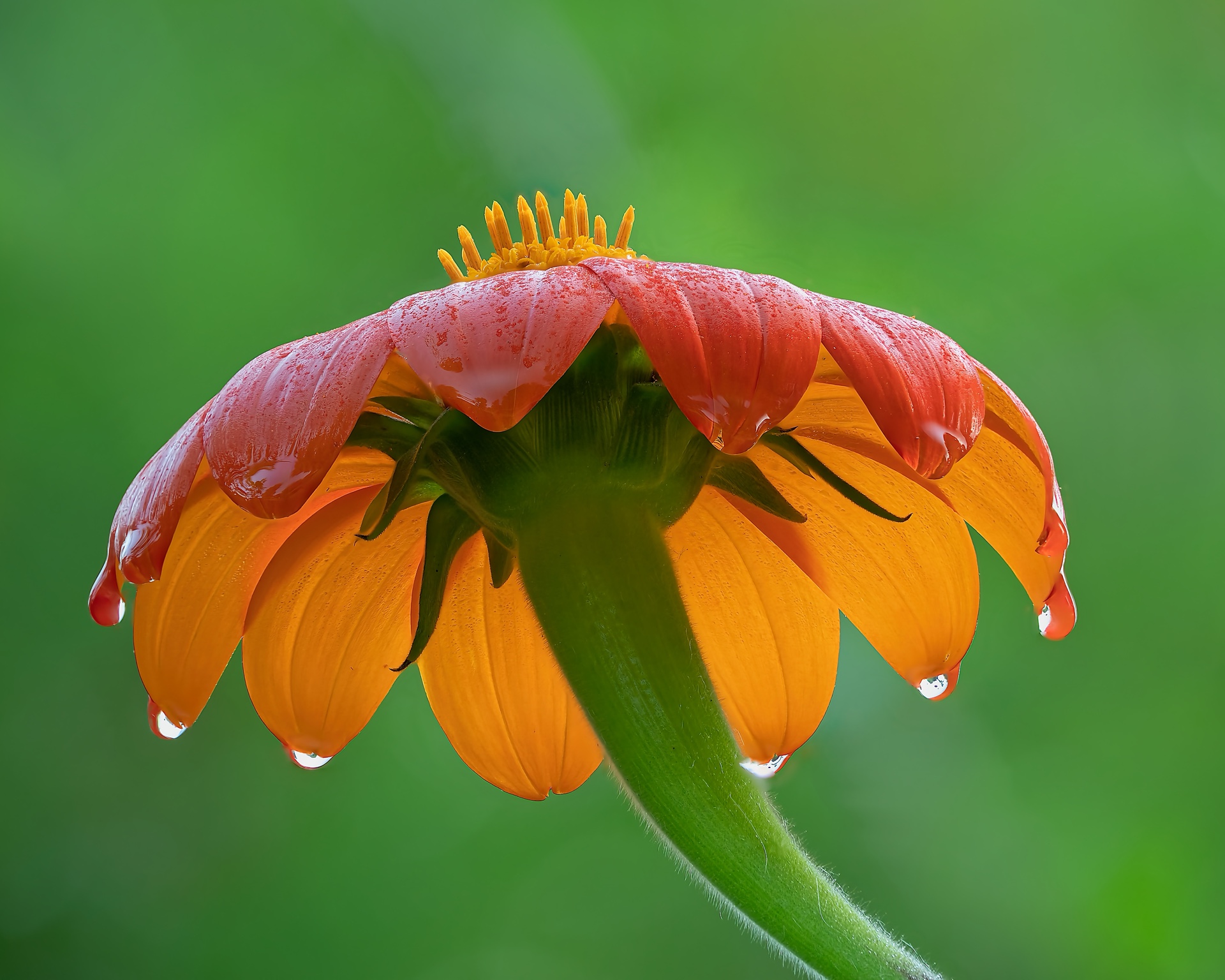 After The Rain