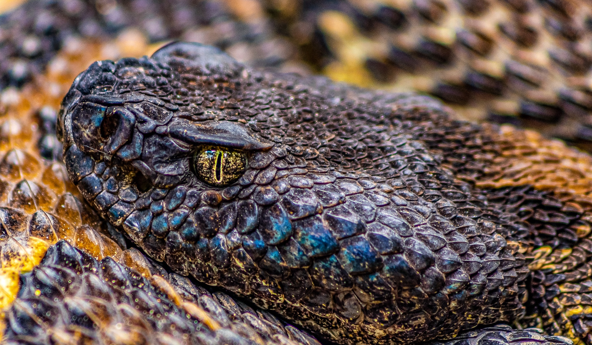 Scary Snake