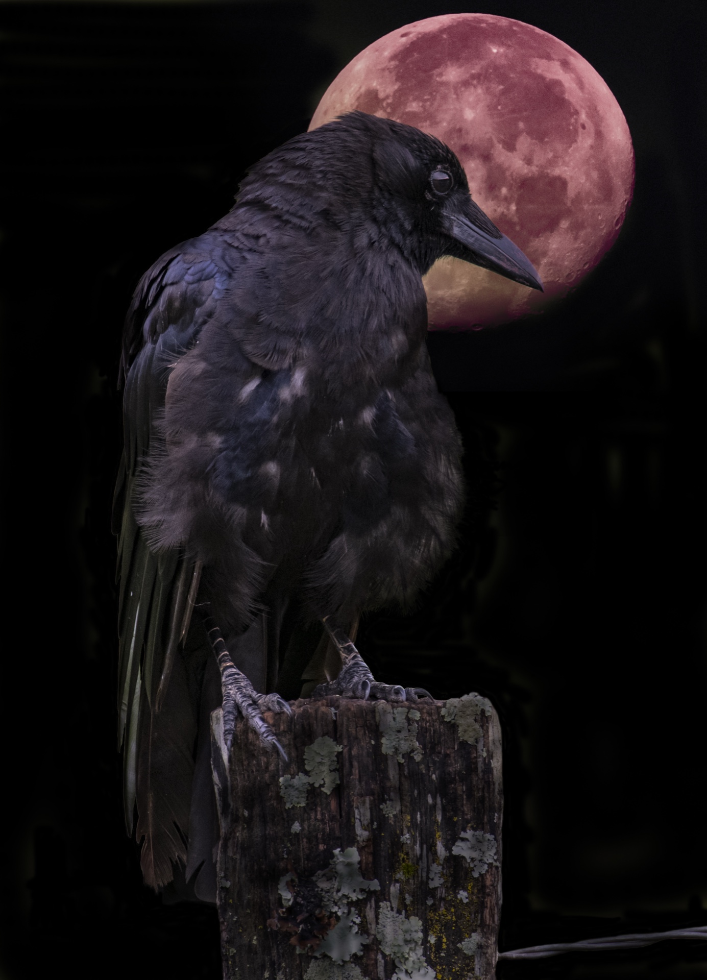 The Crow