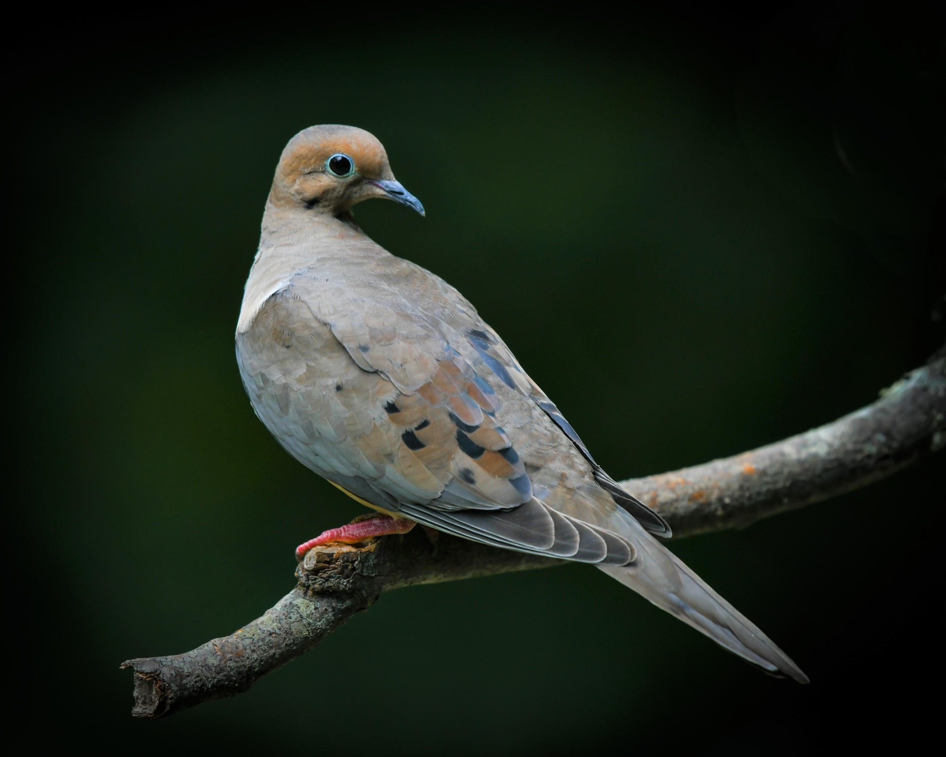 Mourning Dove