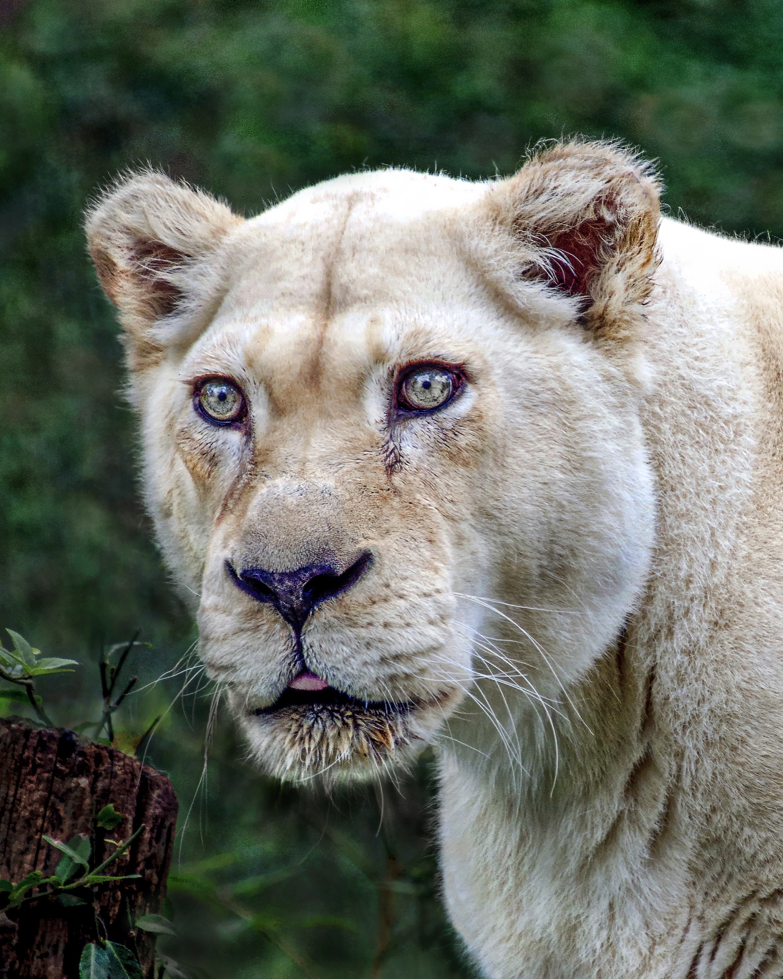 White Lioness Closeup