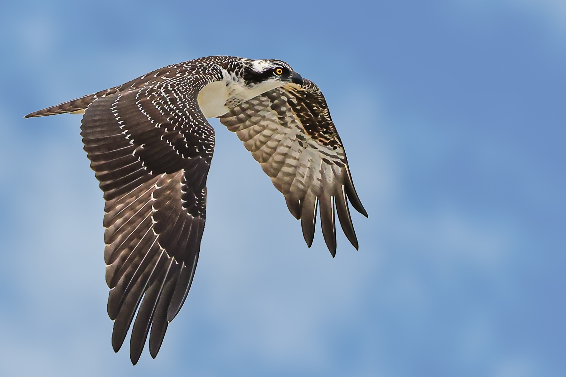 Osprey at the Beach