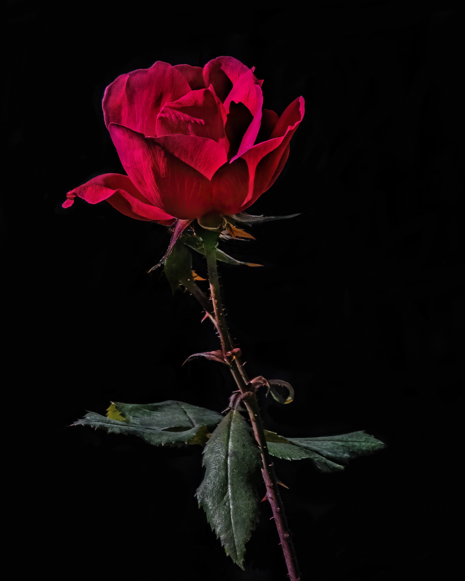 Last Rose of Summer