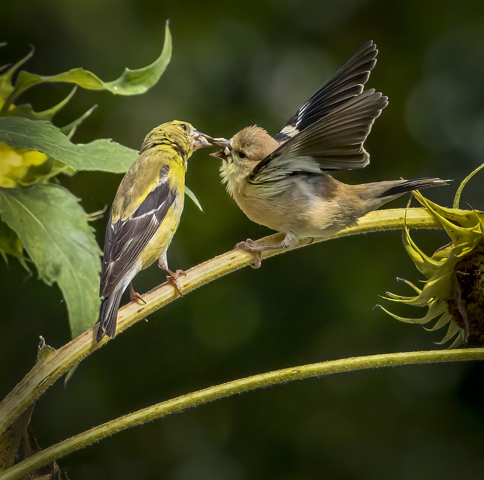 Goldfinch Feeding Time