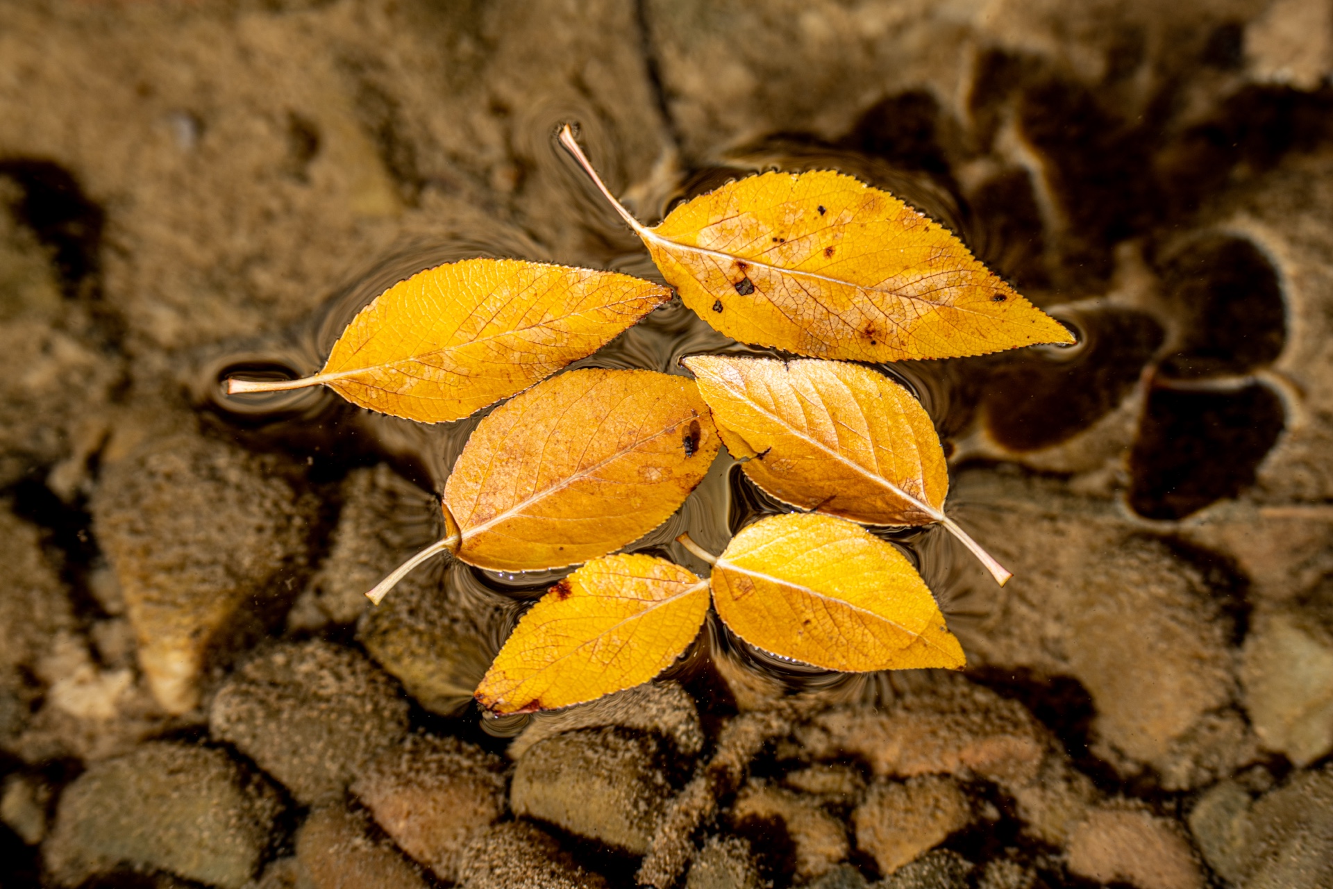 Teton Aspen Leaves