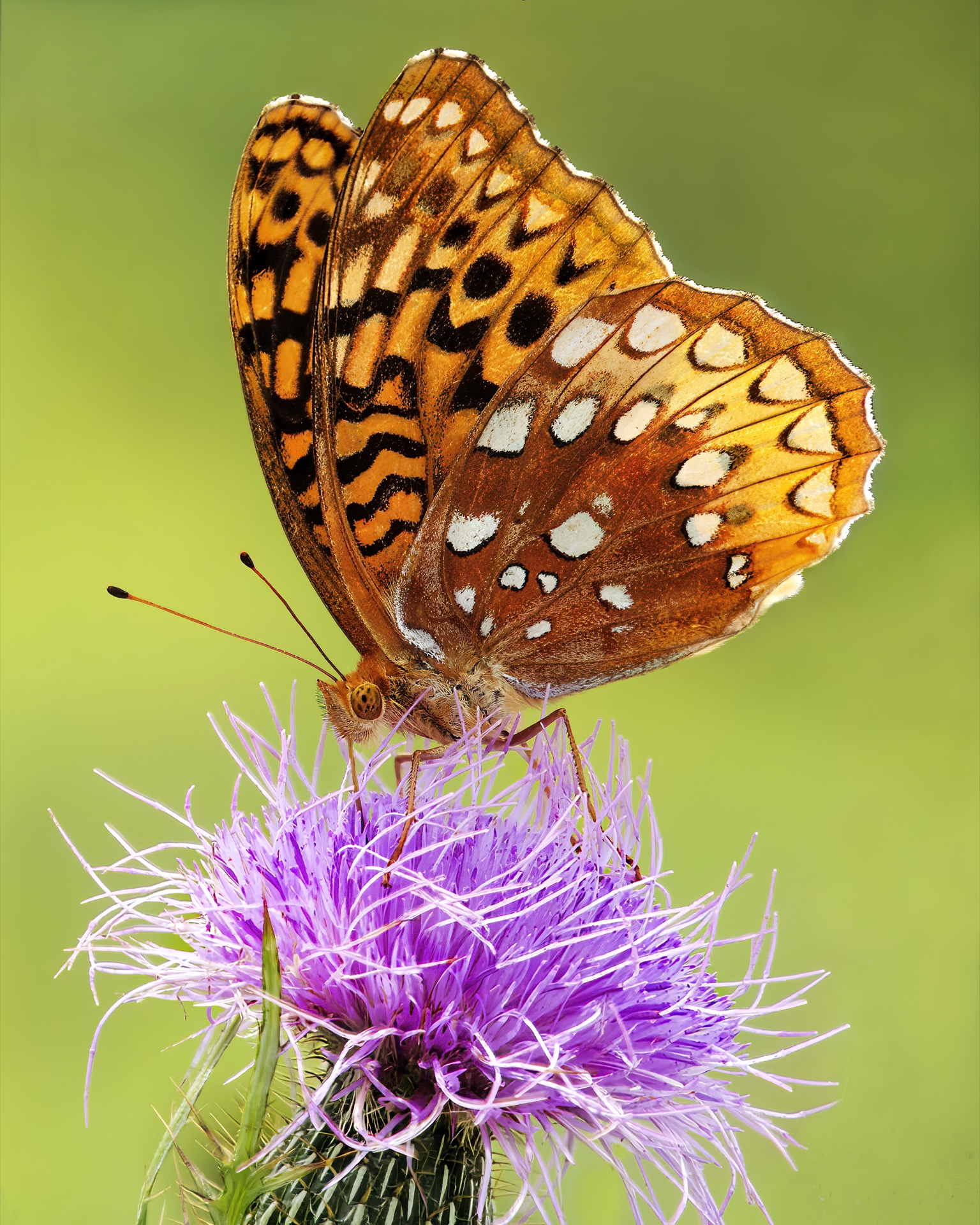 Thistle Feeder
