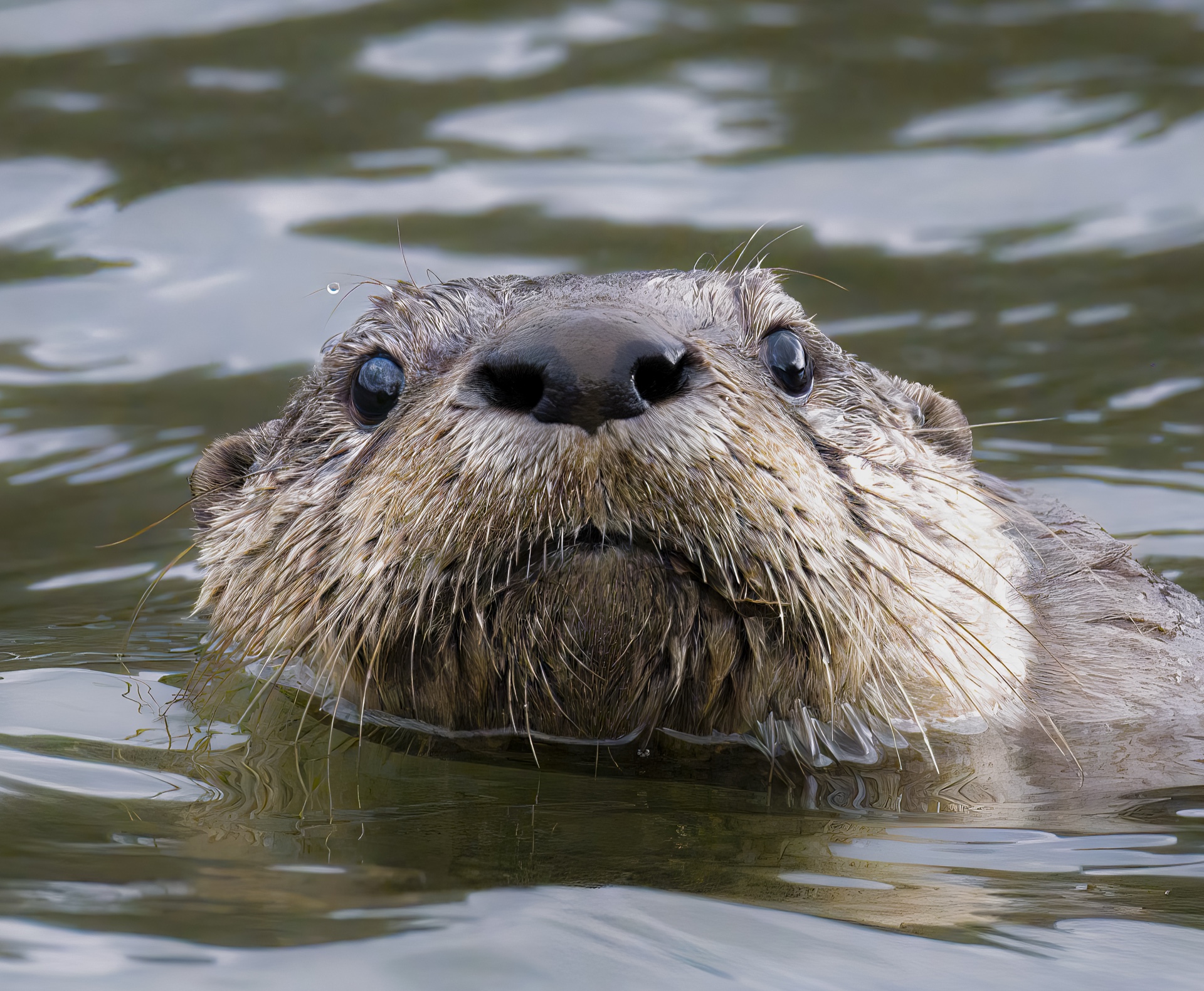 You Otter be in pictures!