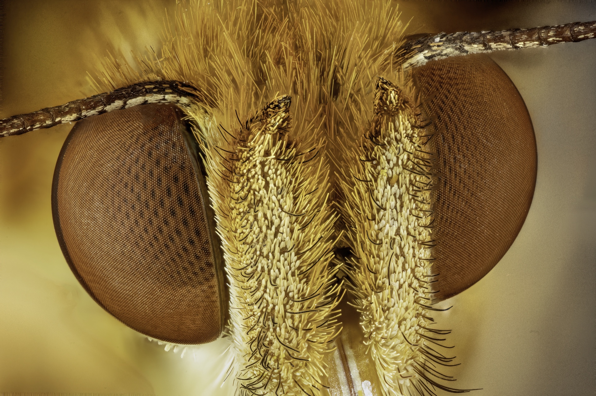 Butterfly Eyes