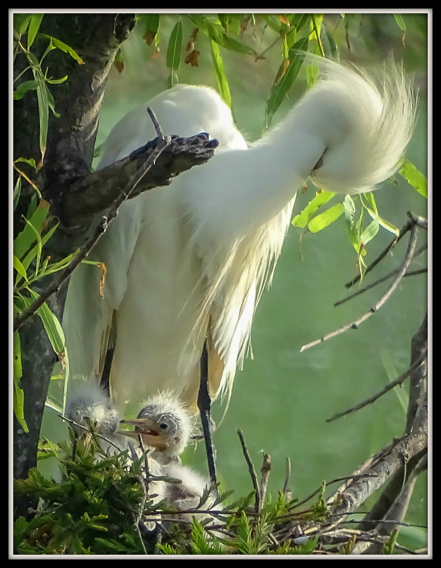 Napping Mom Egret