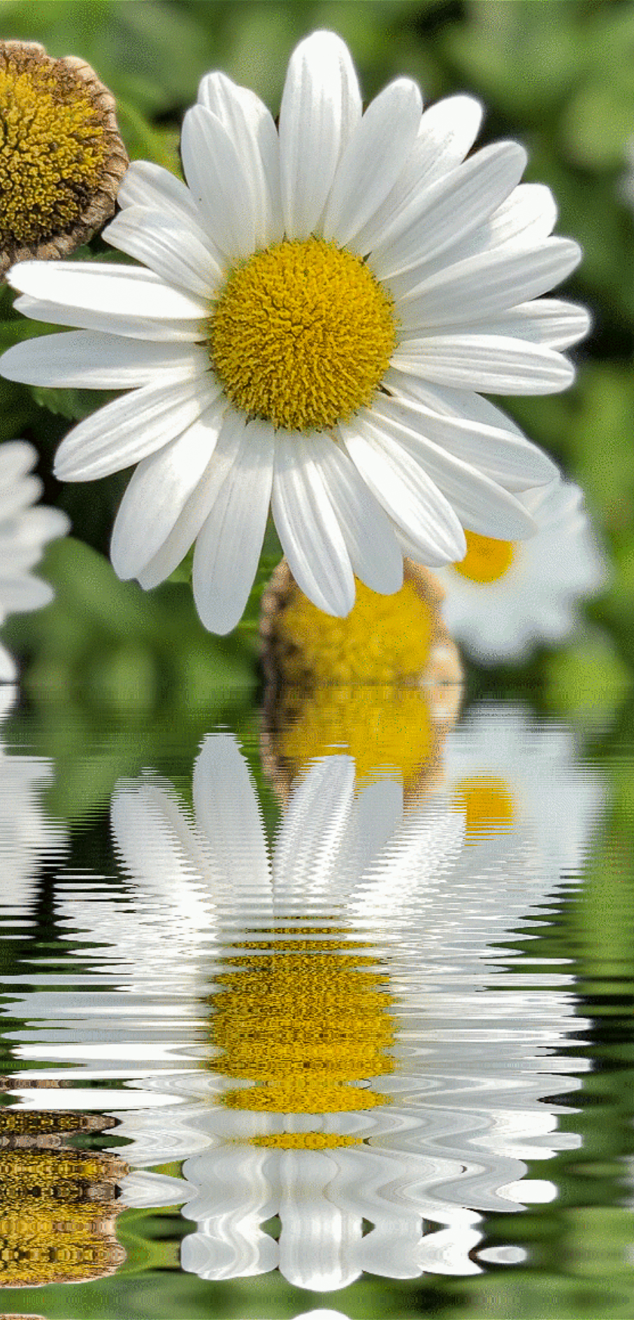 Daisy Double-0452