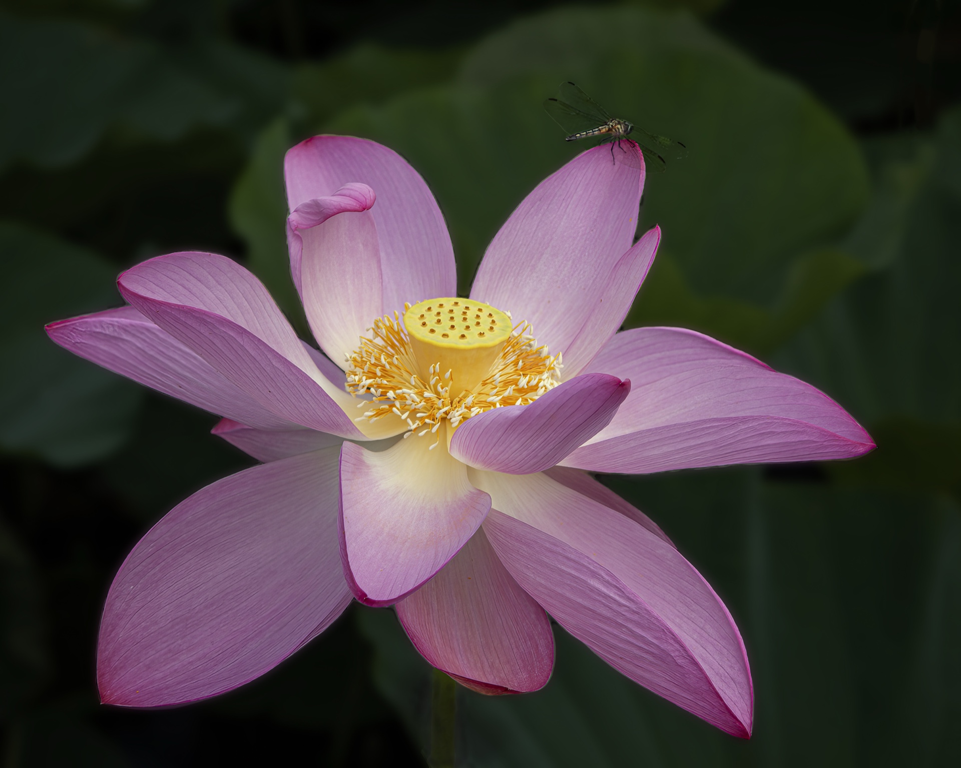 The Lotus and The Dragon