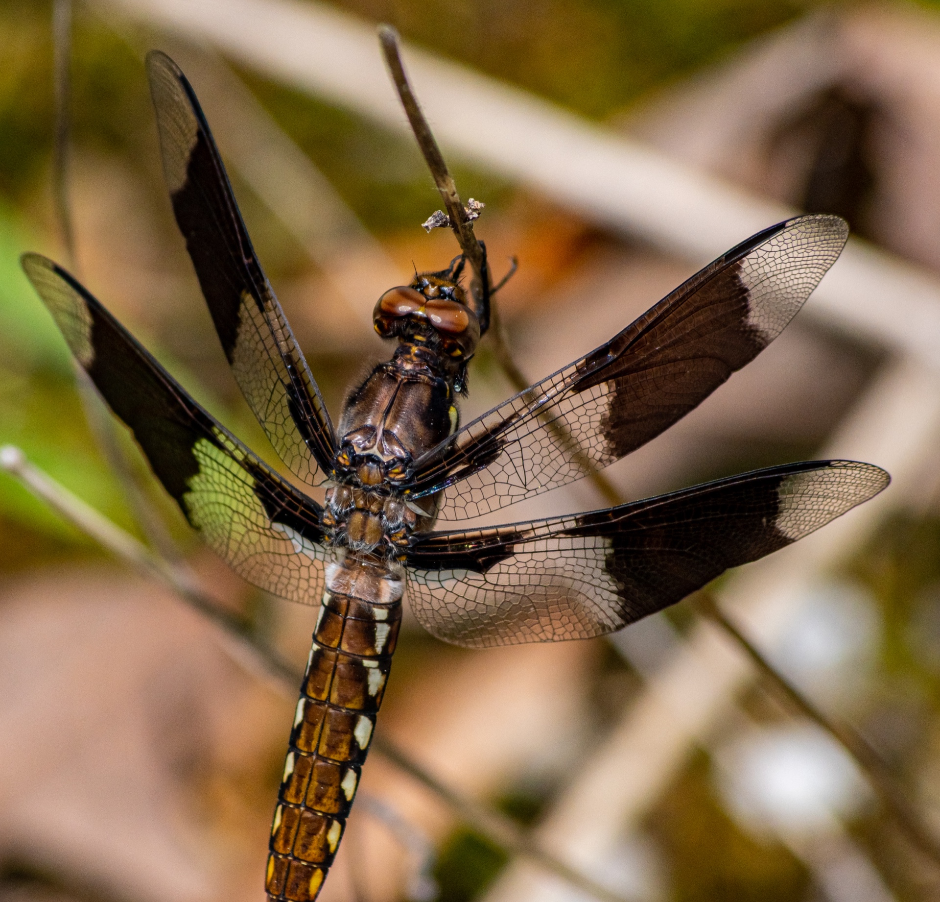 Brown Dragonfly