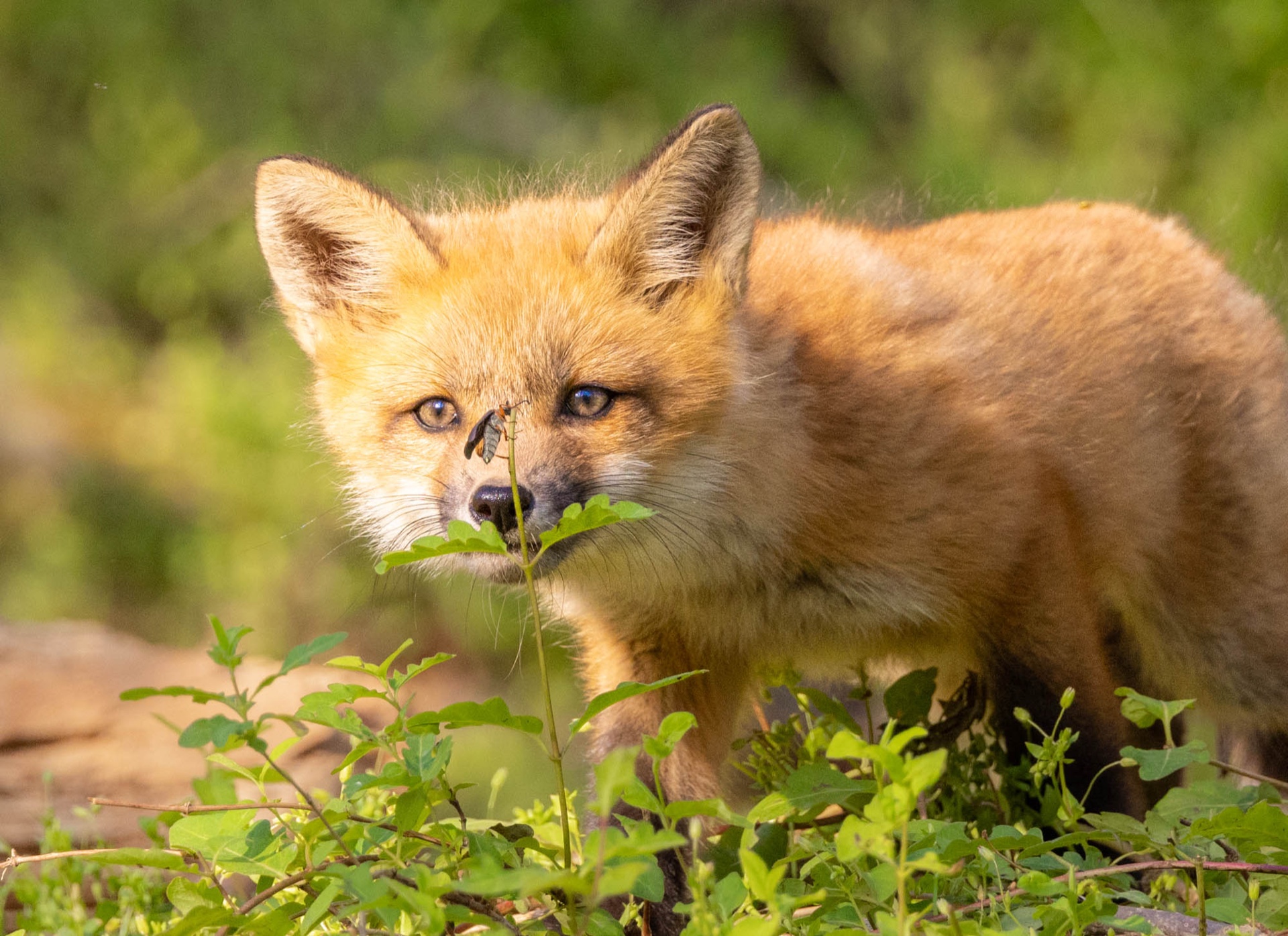 fox kits