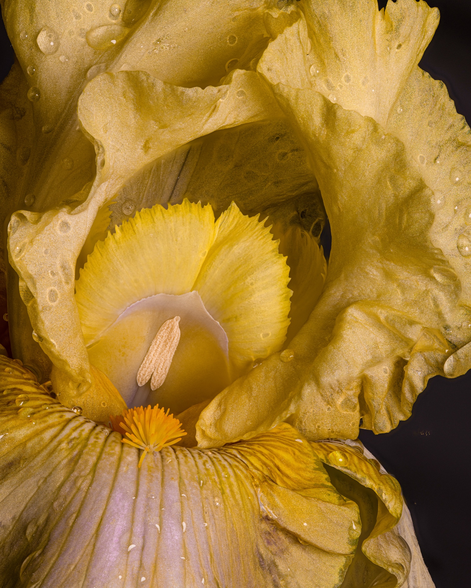 Waters The World Inside An Iris