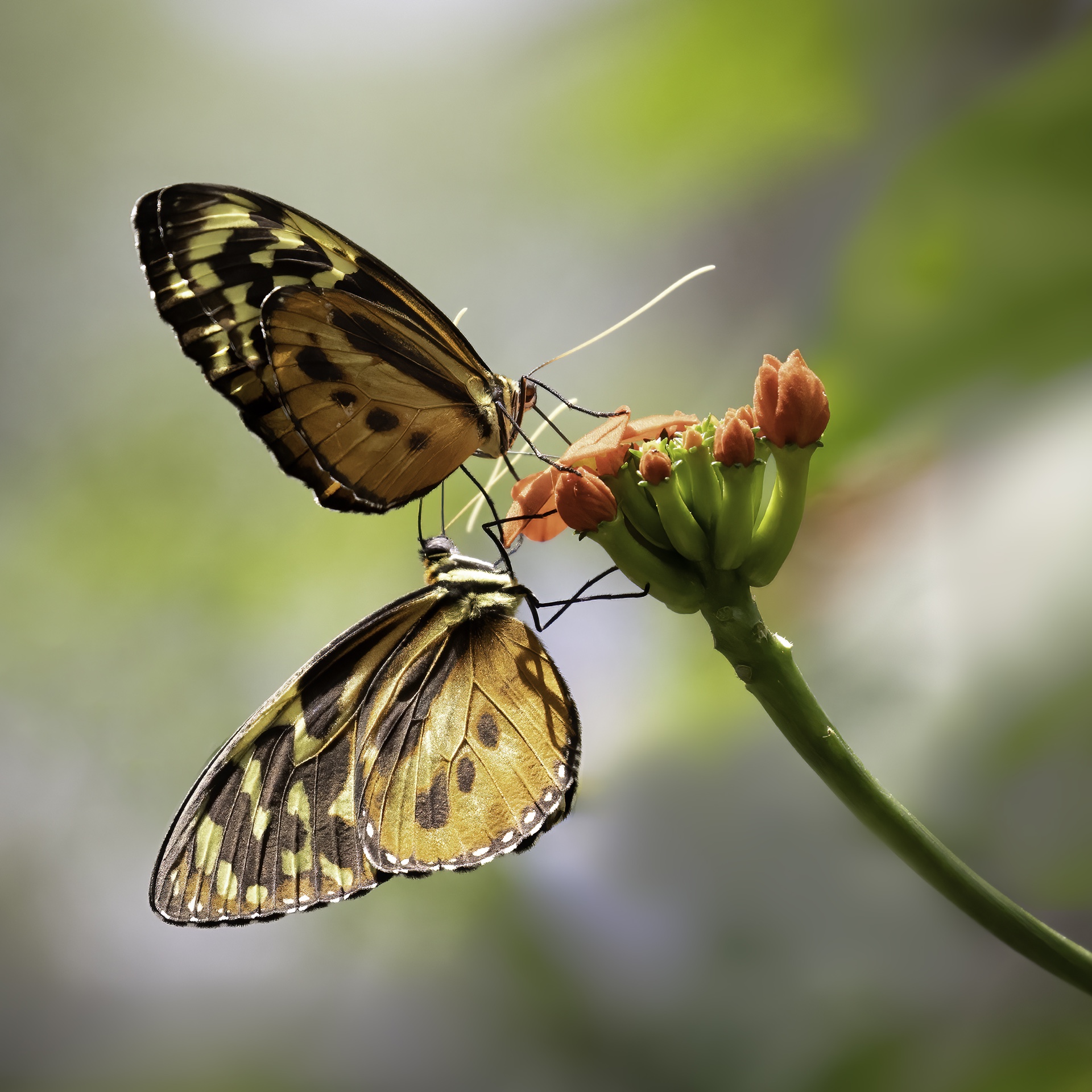 Butterfly Smorgasbord