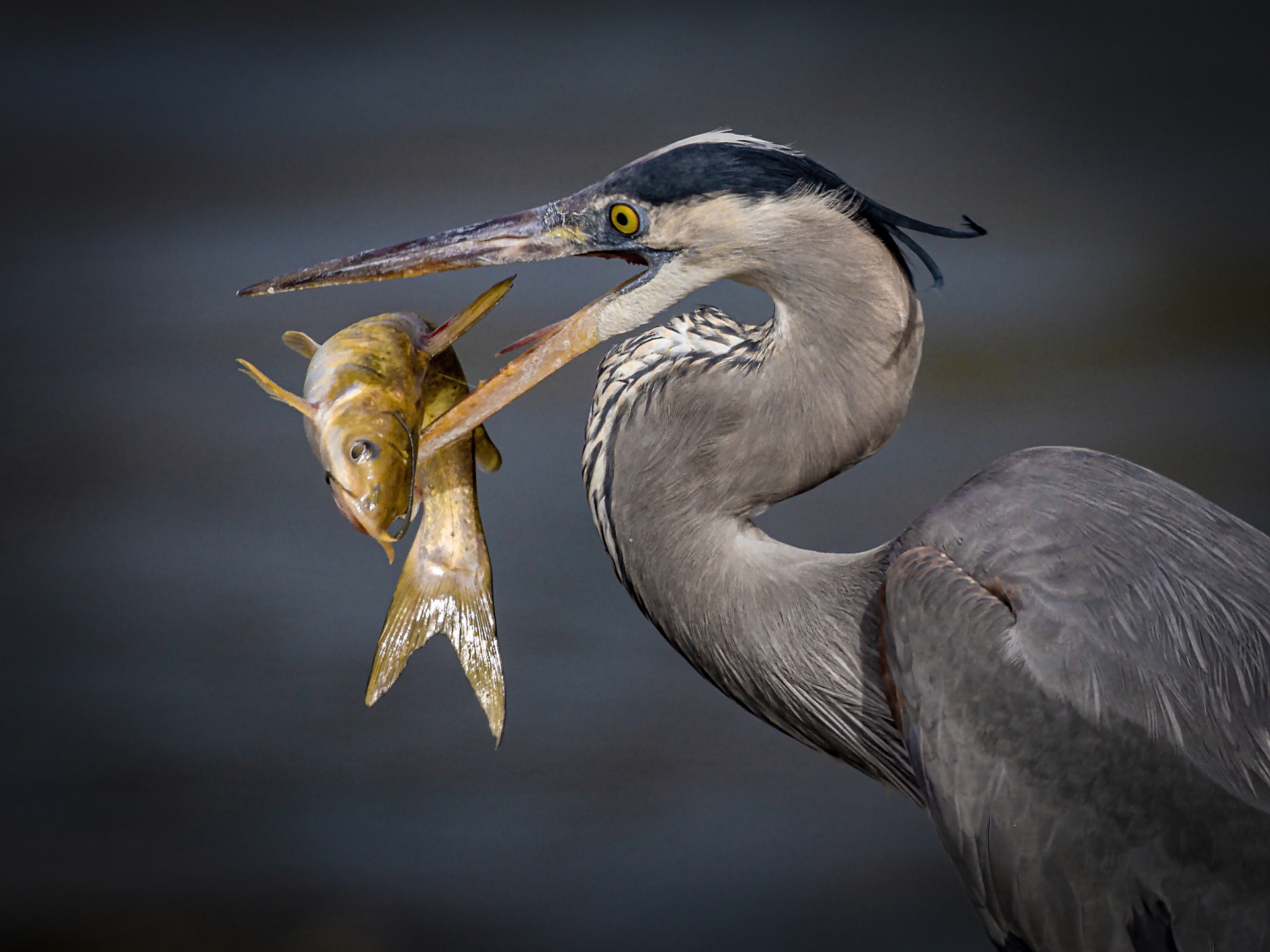 The Catch