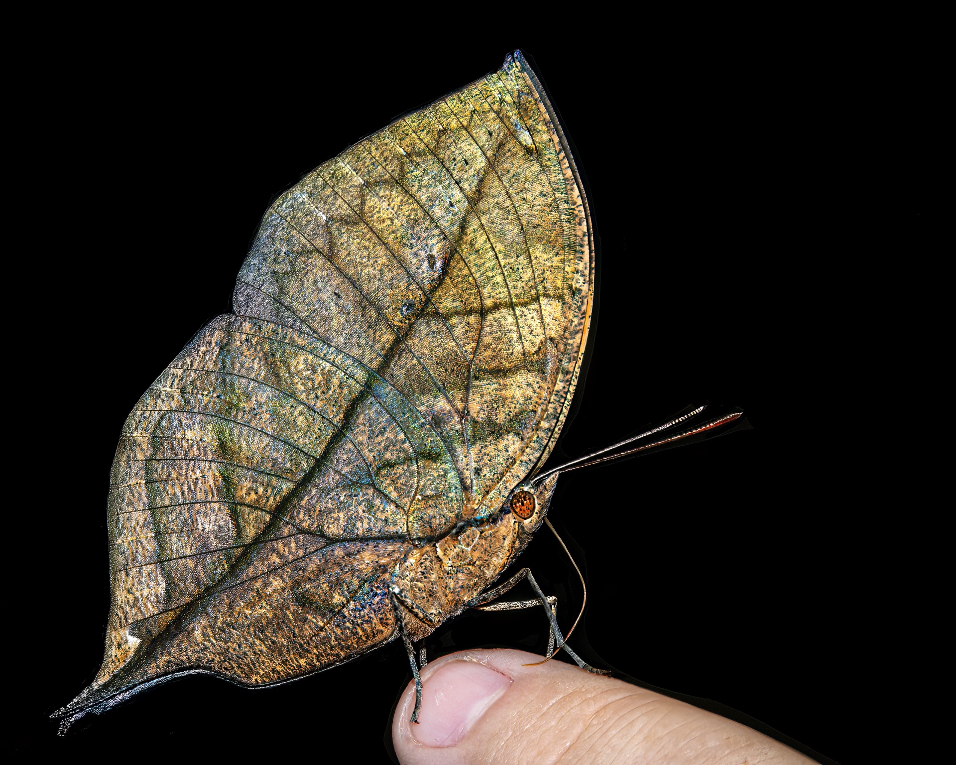 Dead Leaf or Butterfly