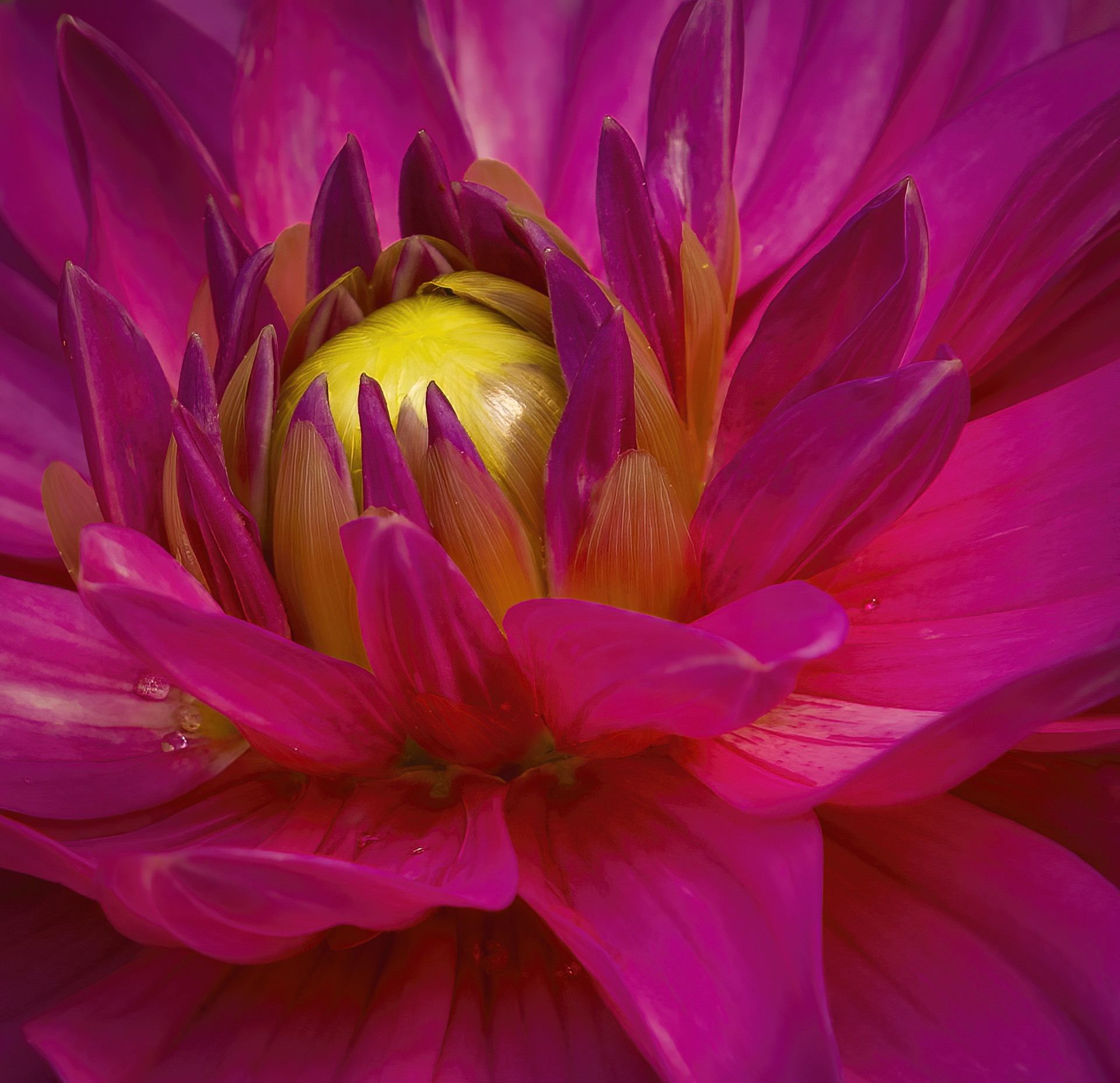 Heart of a Dahlia