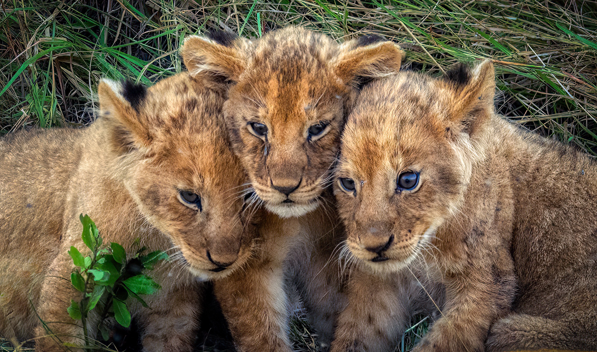 Waters Three Little Lions