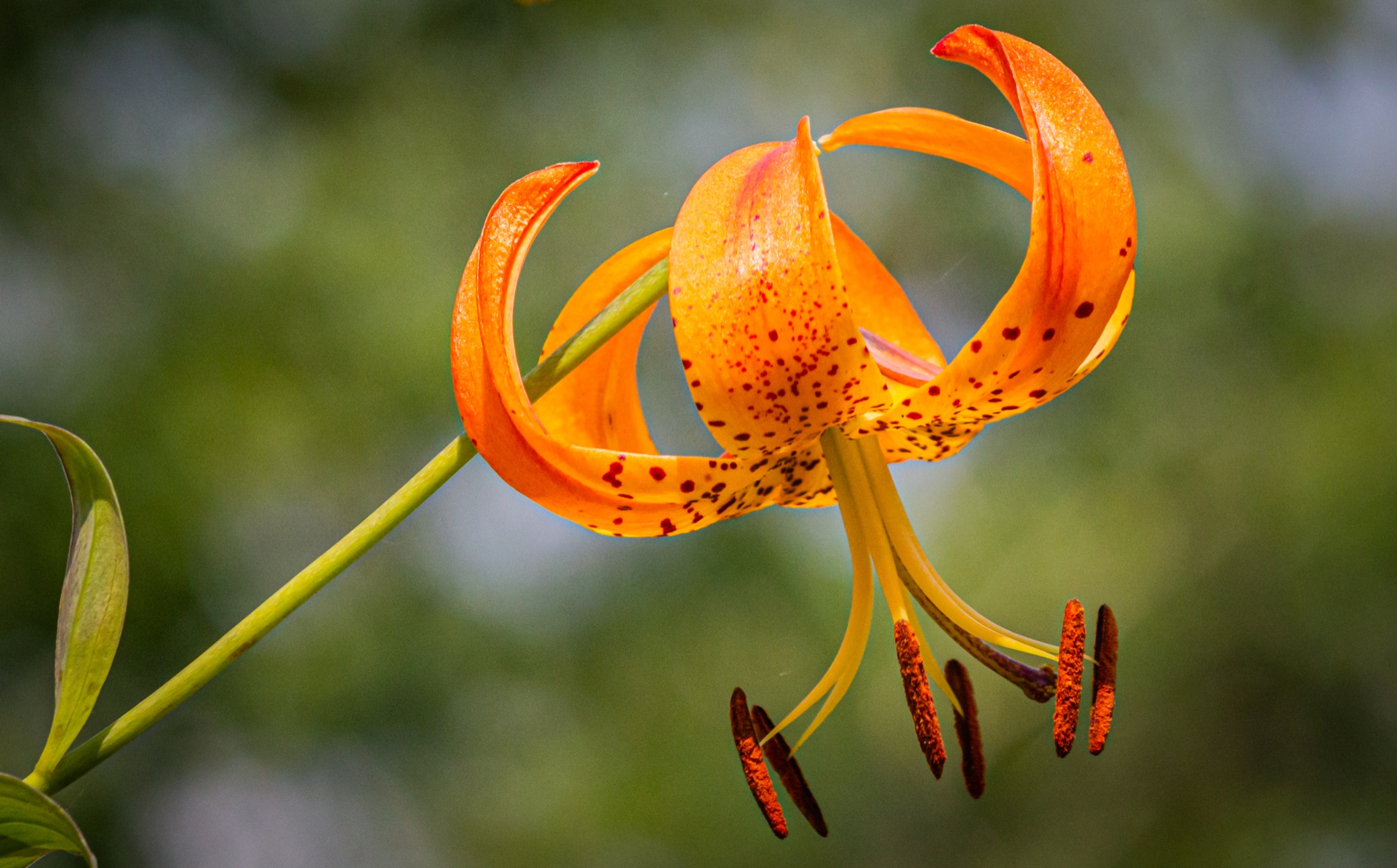 Turk Lily-1892