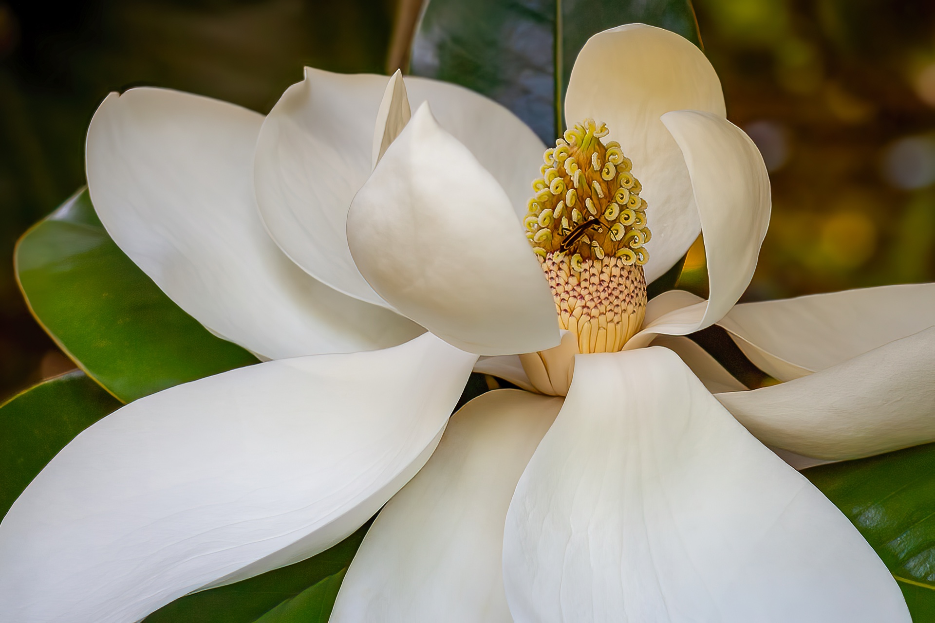 Magnolia