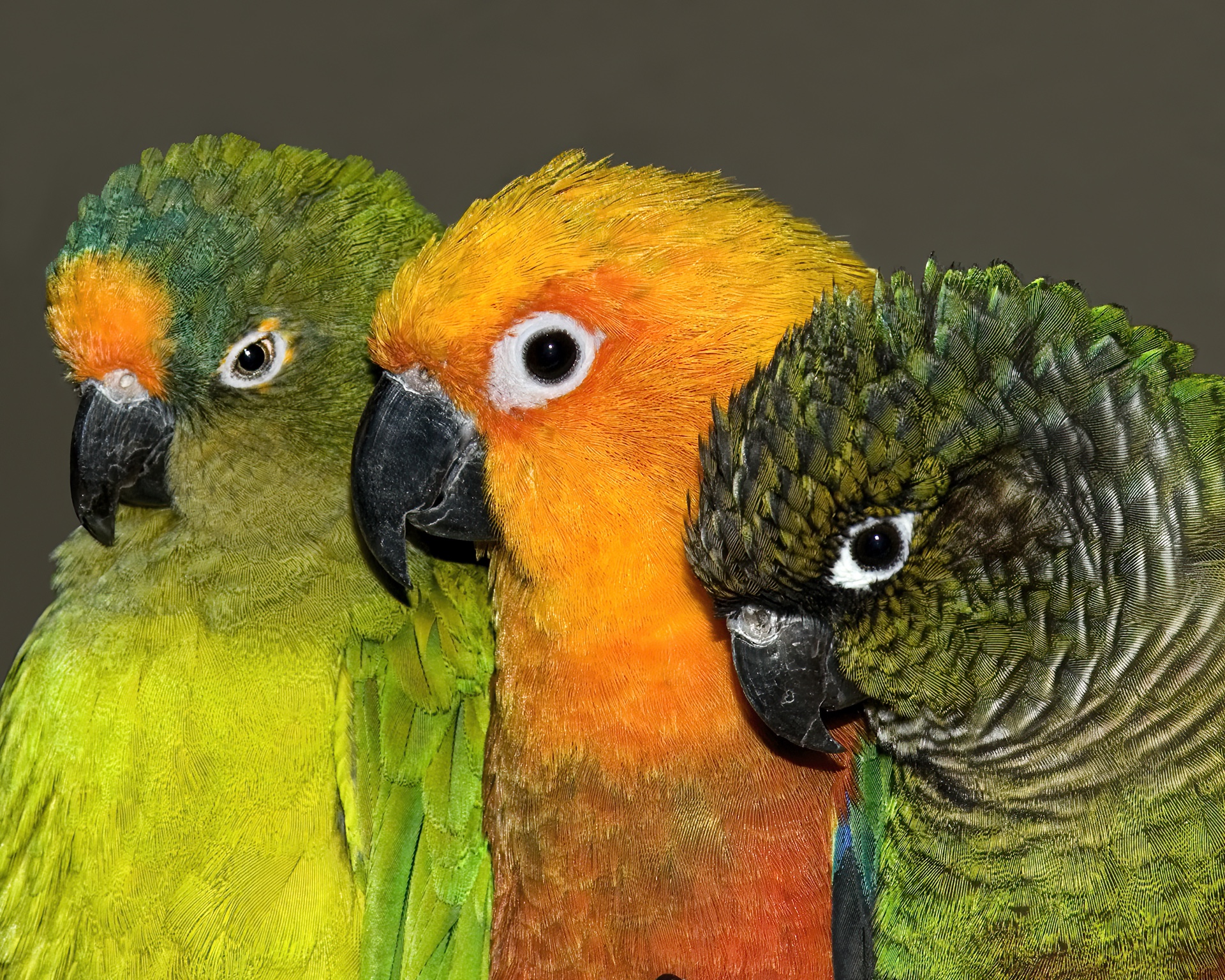 Triple Tweeters