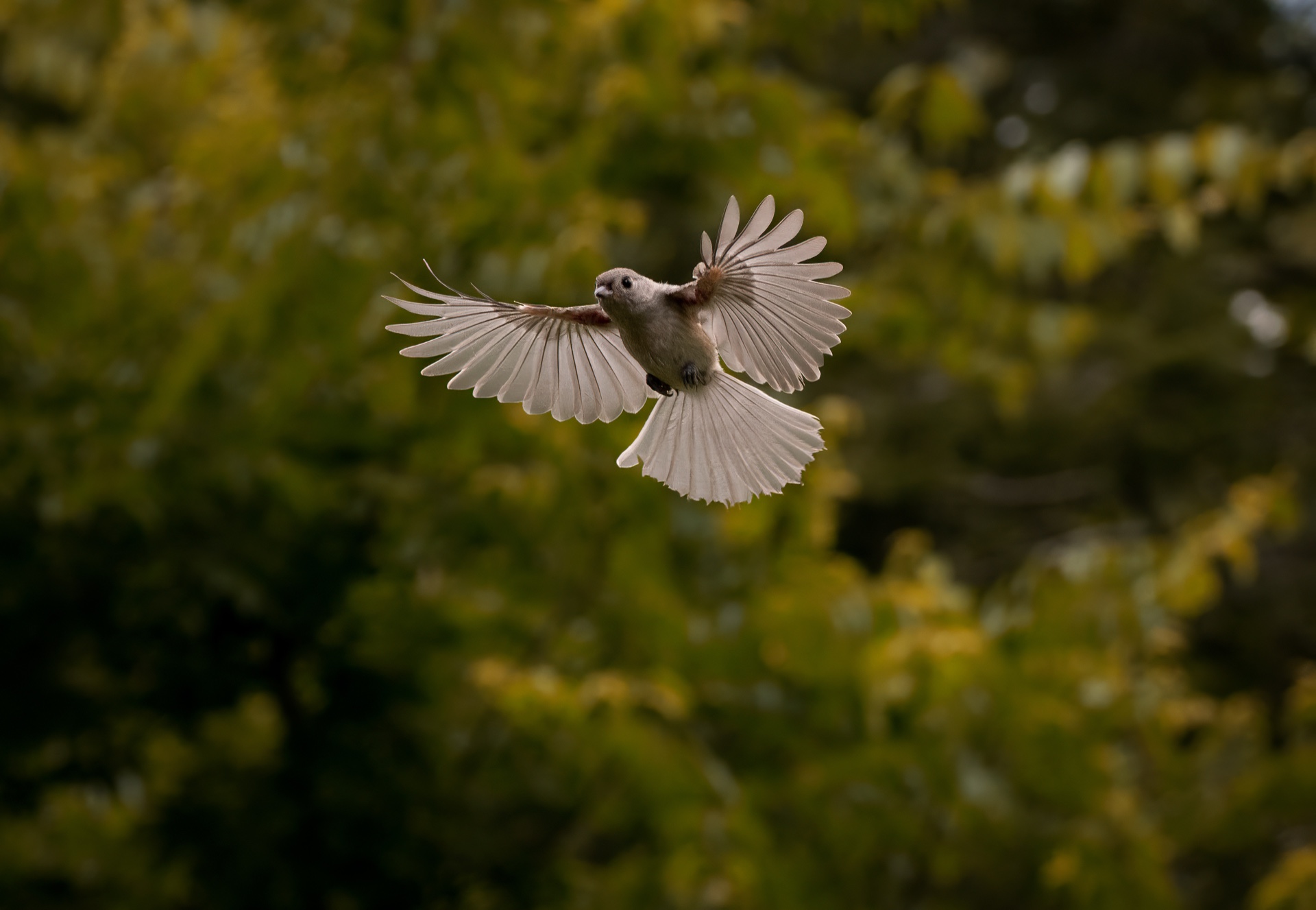 Air Brakes
