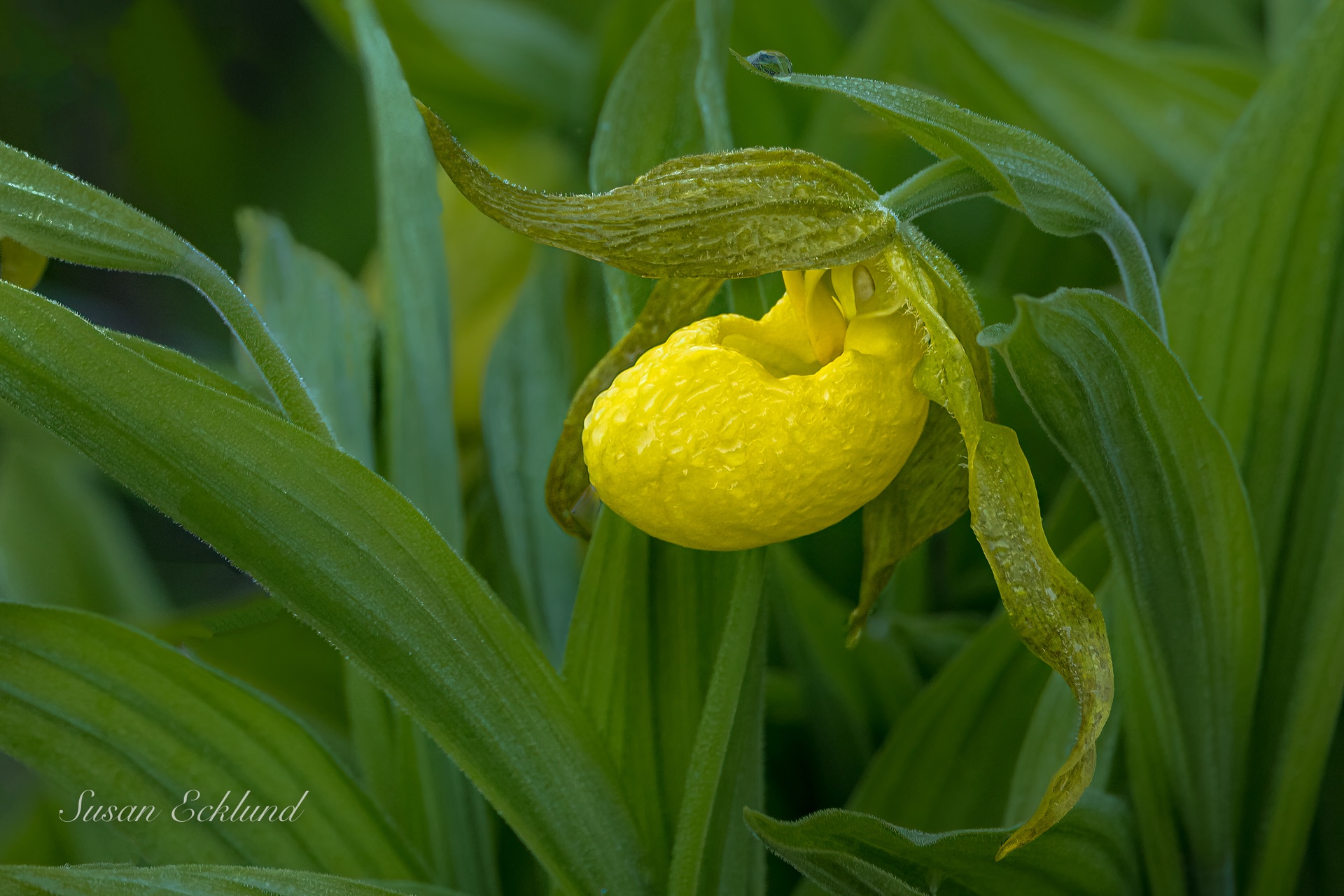 Morning Dew on a Yellow Lady Slipper