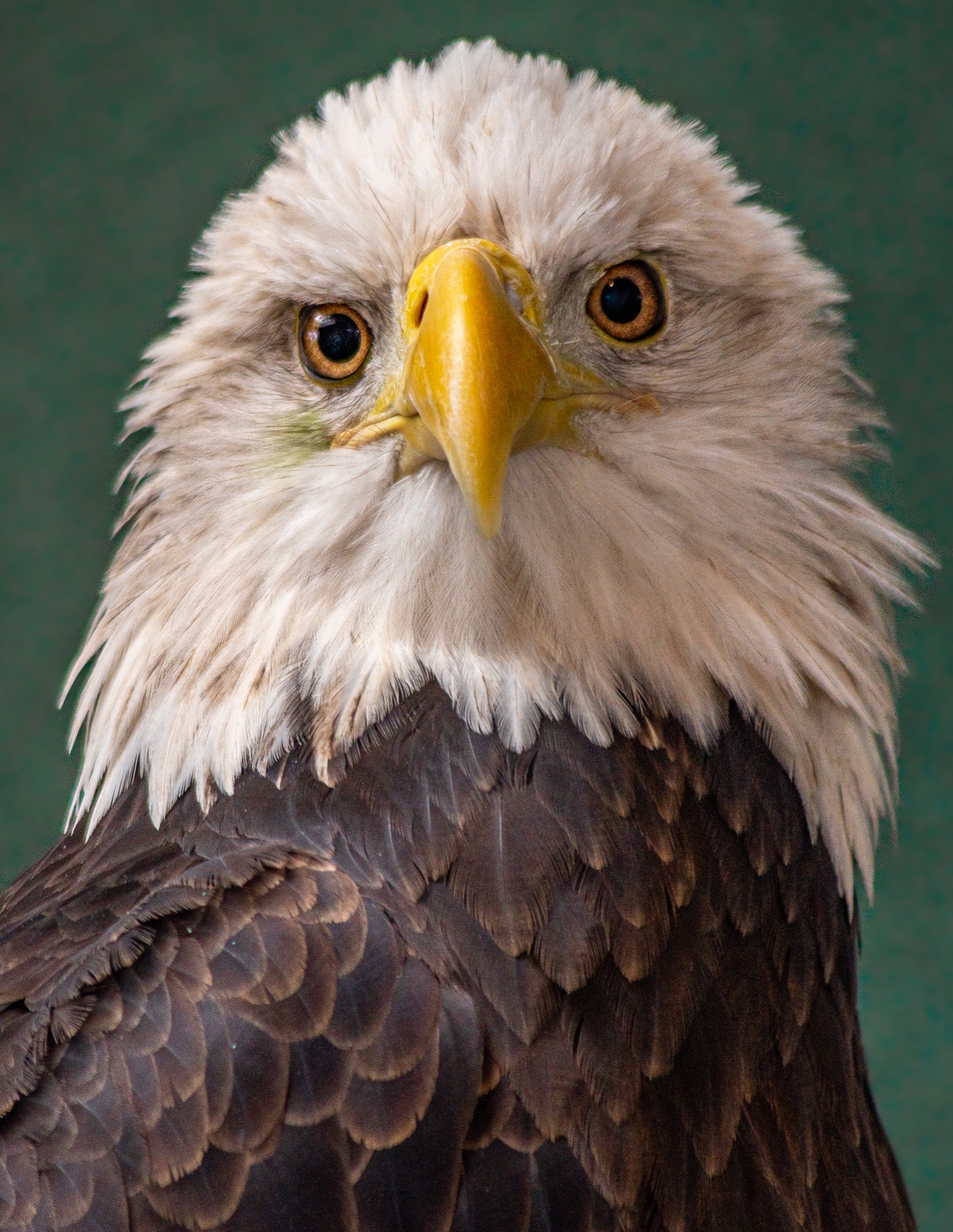 Eagle