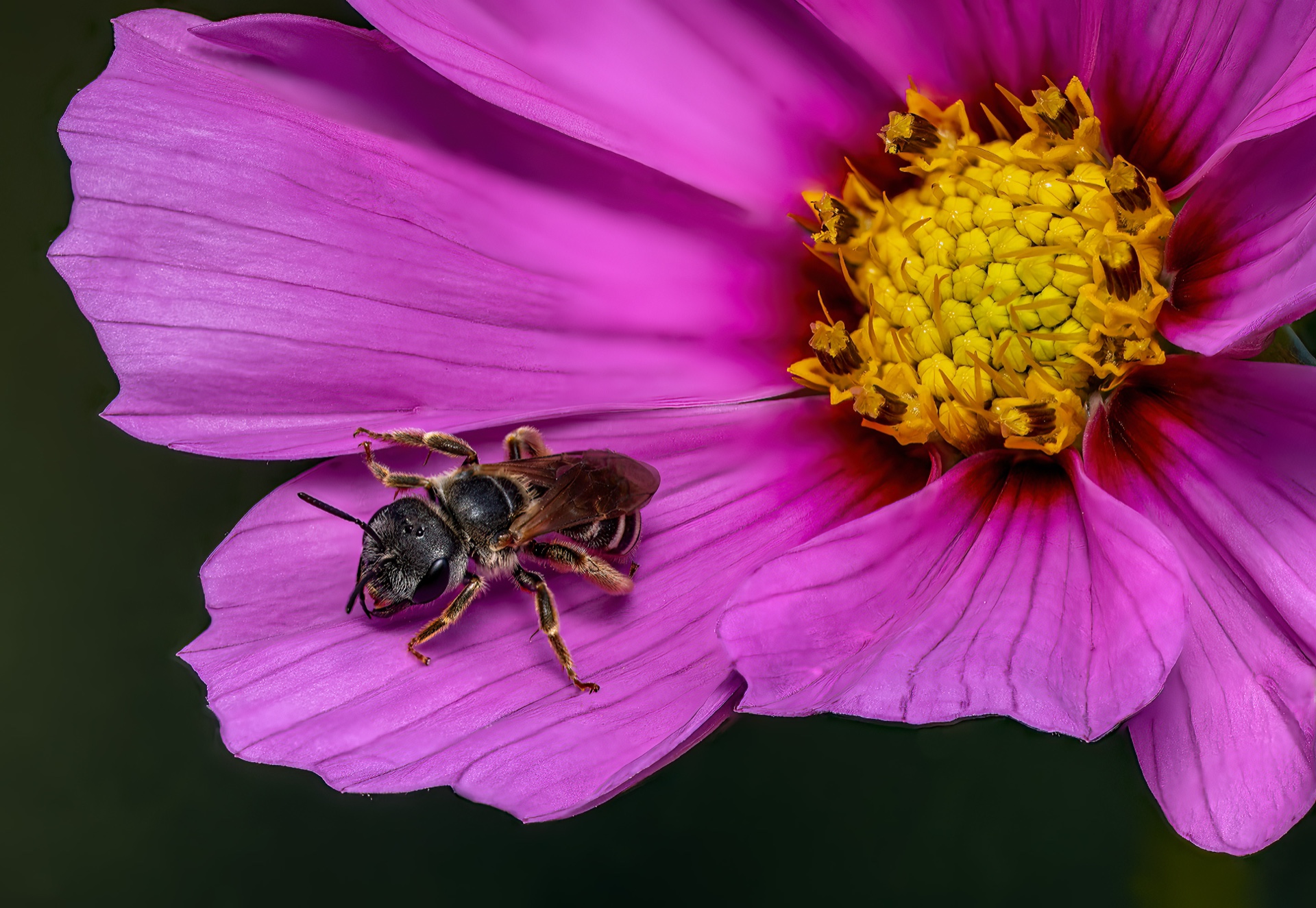 Bee and Blossom