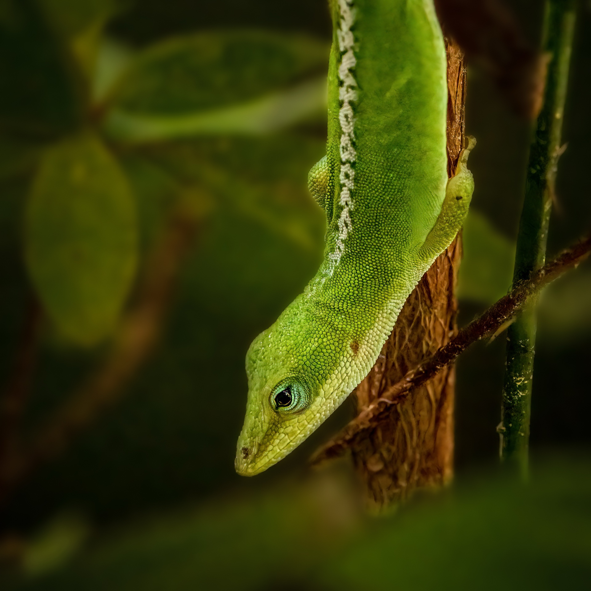 Feeling Green