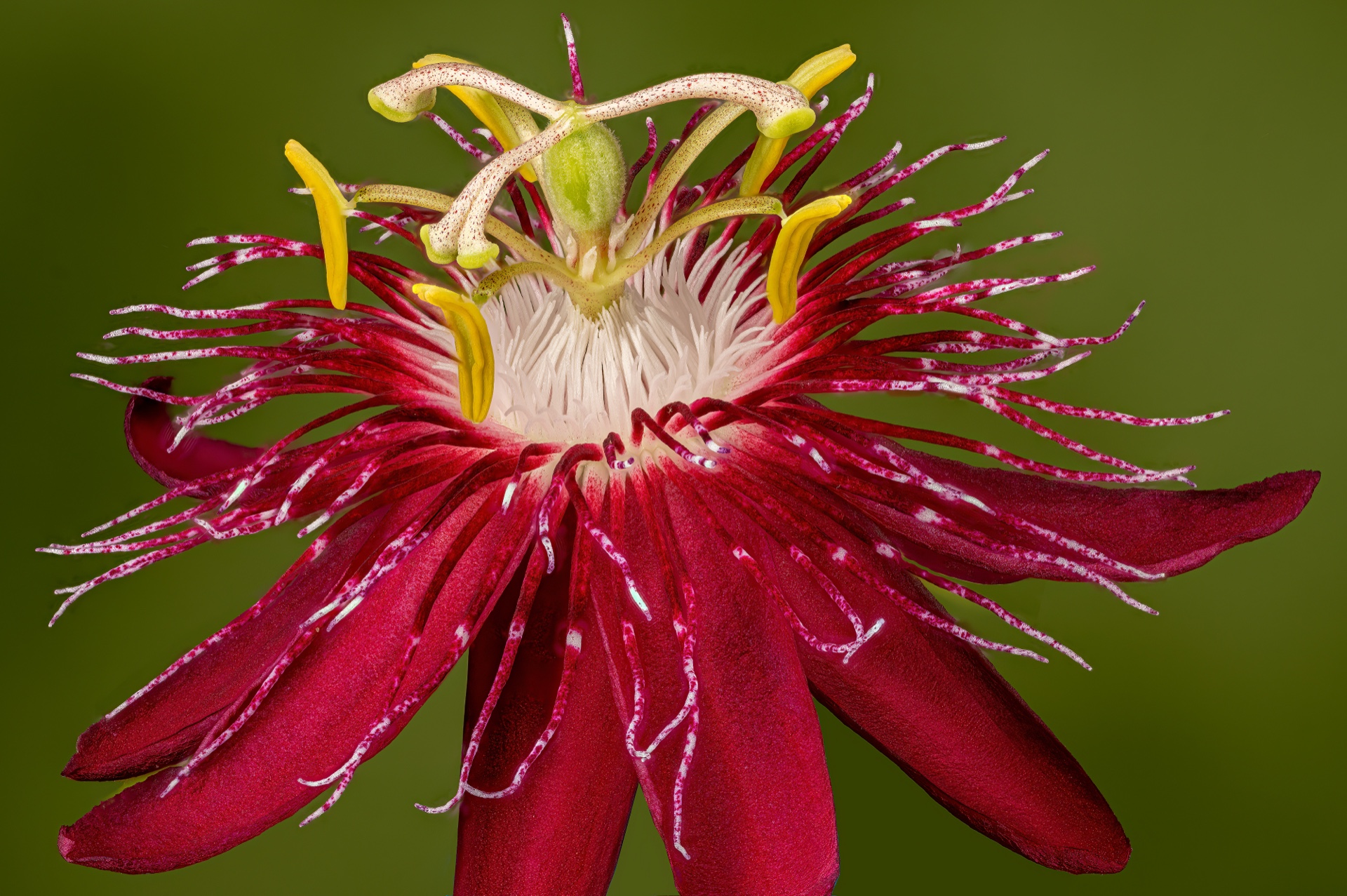 Red Passion Flower
