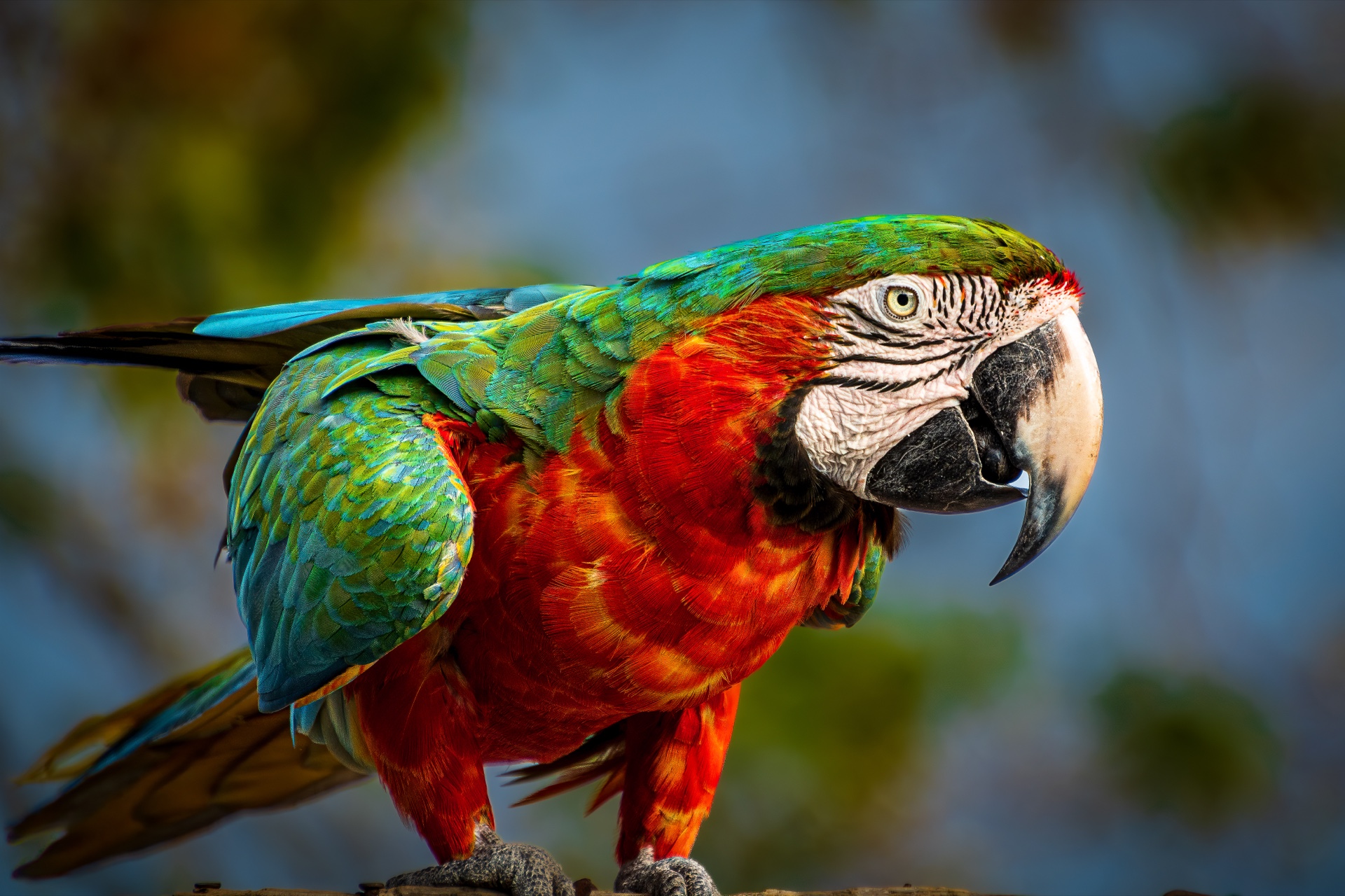 Red And Green Macaw