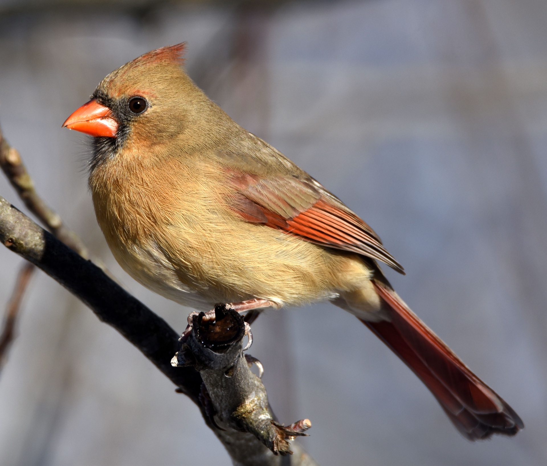 Female Cardinal