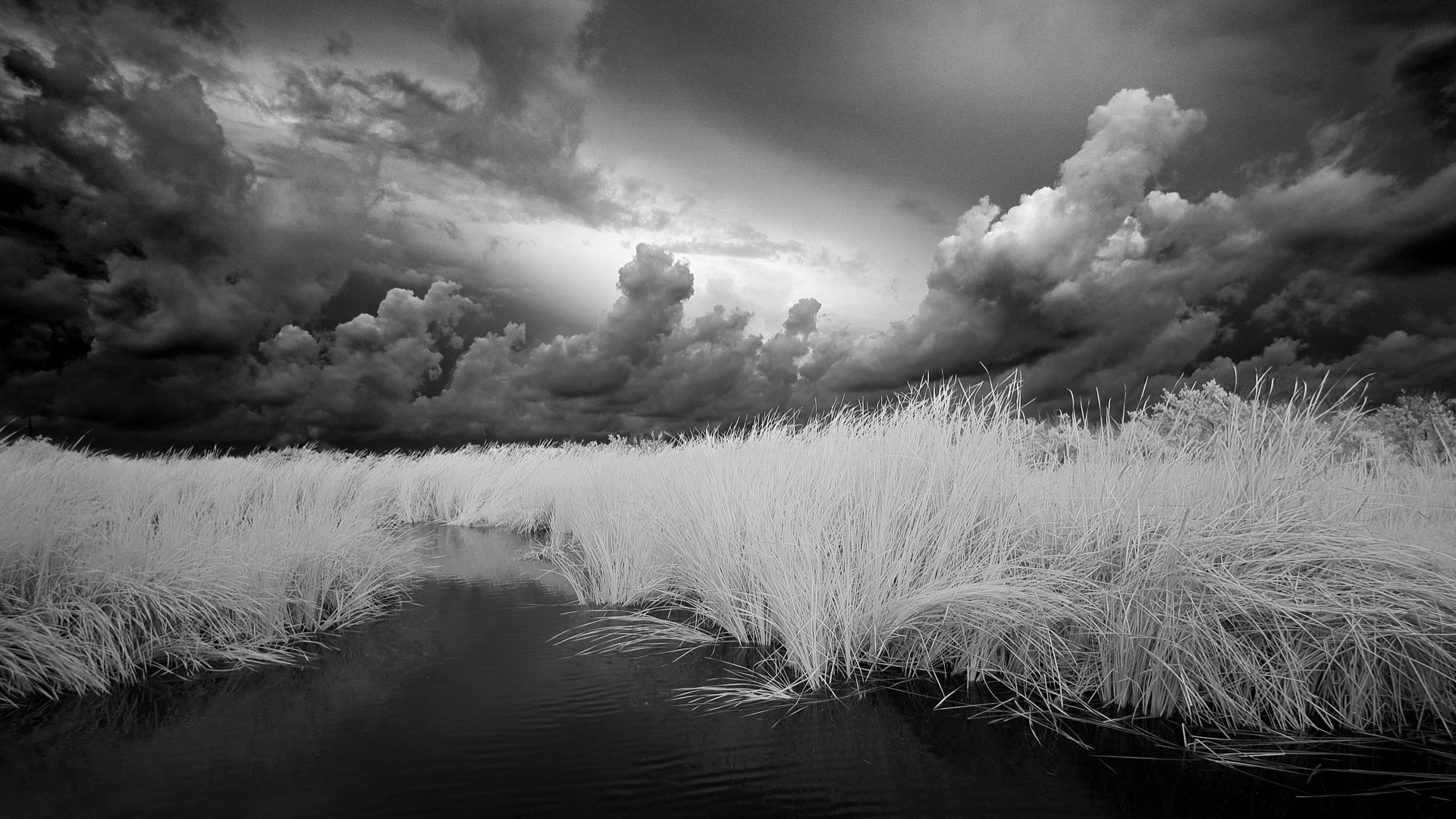 South Padre Island Marsh