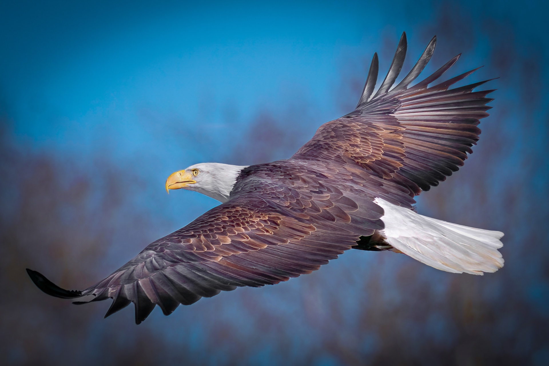 the flyby