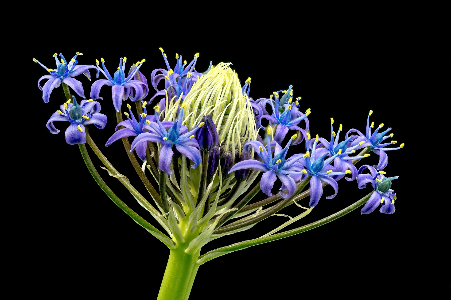 Portuguese Squill Closeup