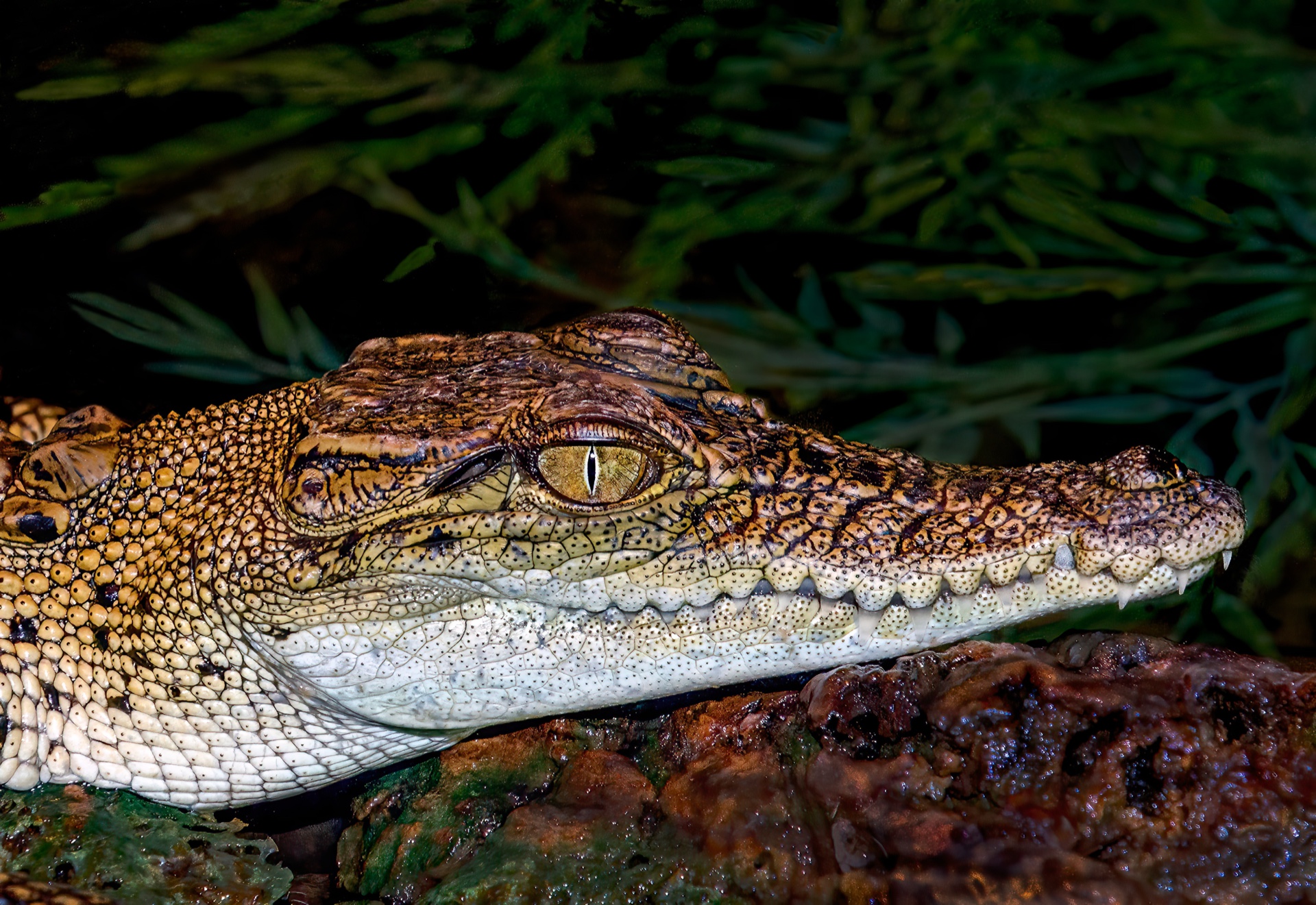 Baby Croc