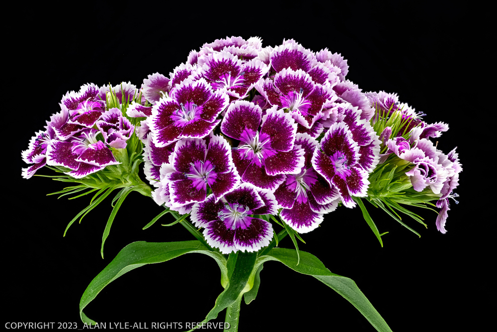 Spring Bouquet