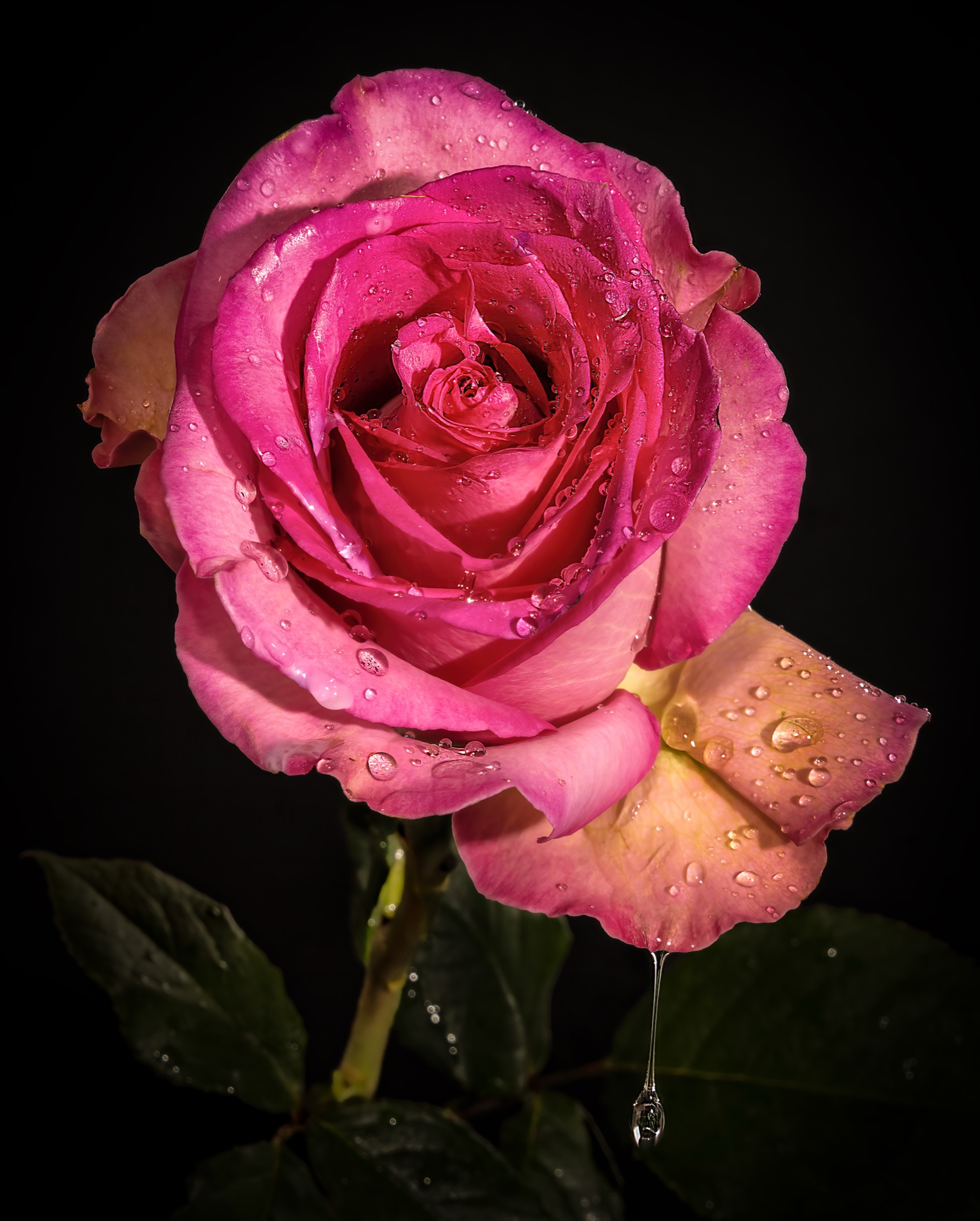 Roseafterthestorm