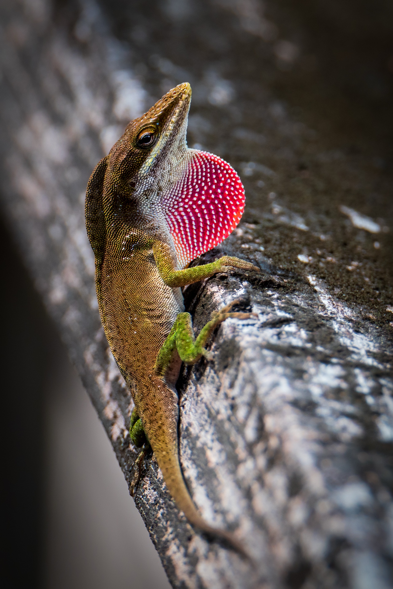 Anole