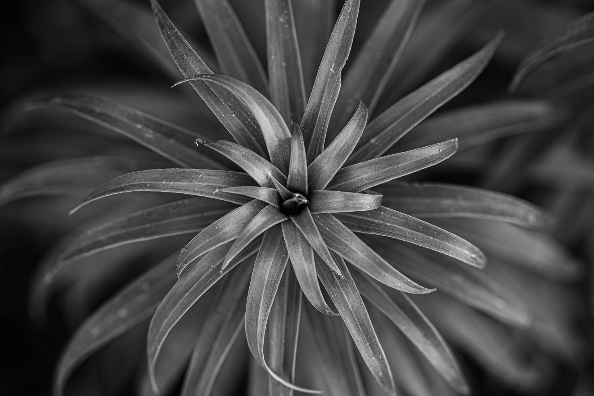 Tiger Lily