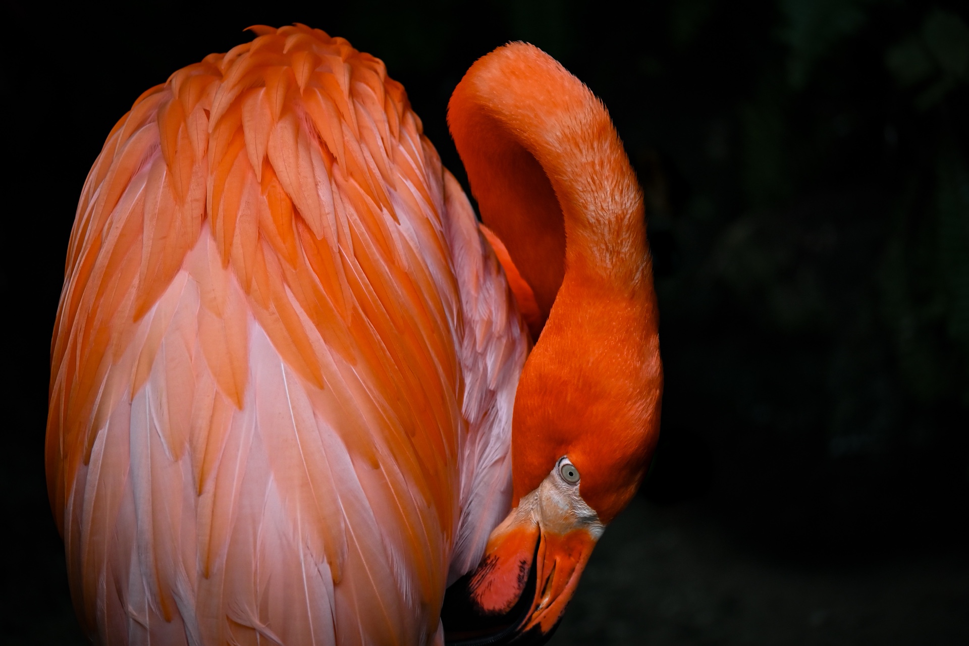 Tropic Pink