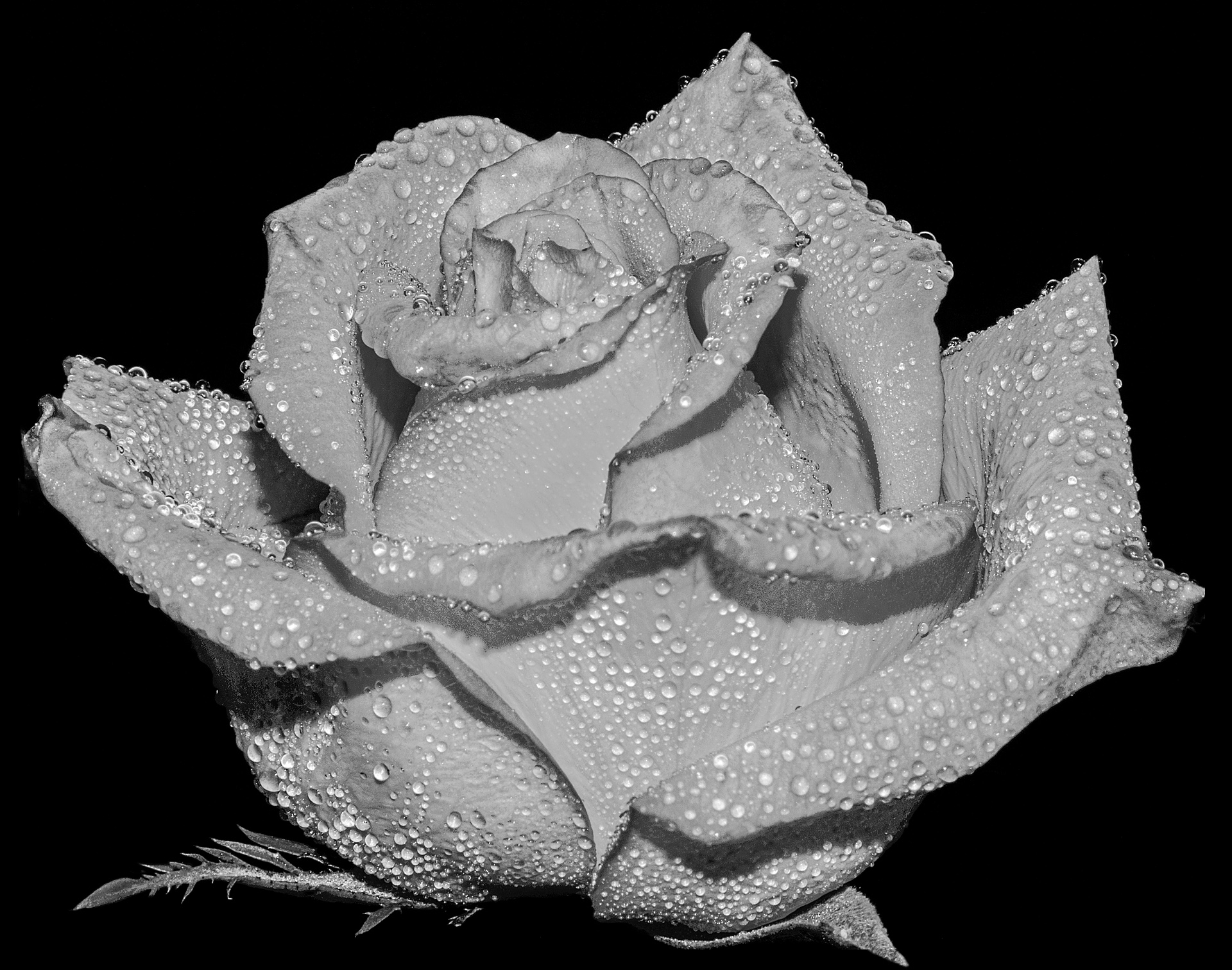 Misted Rose