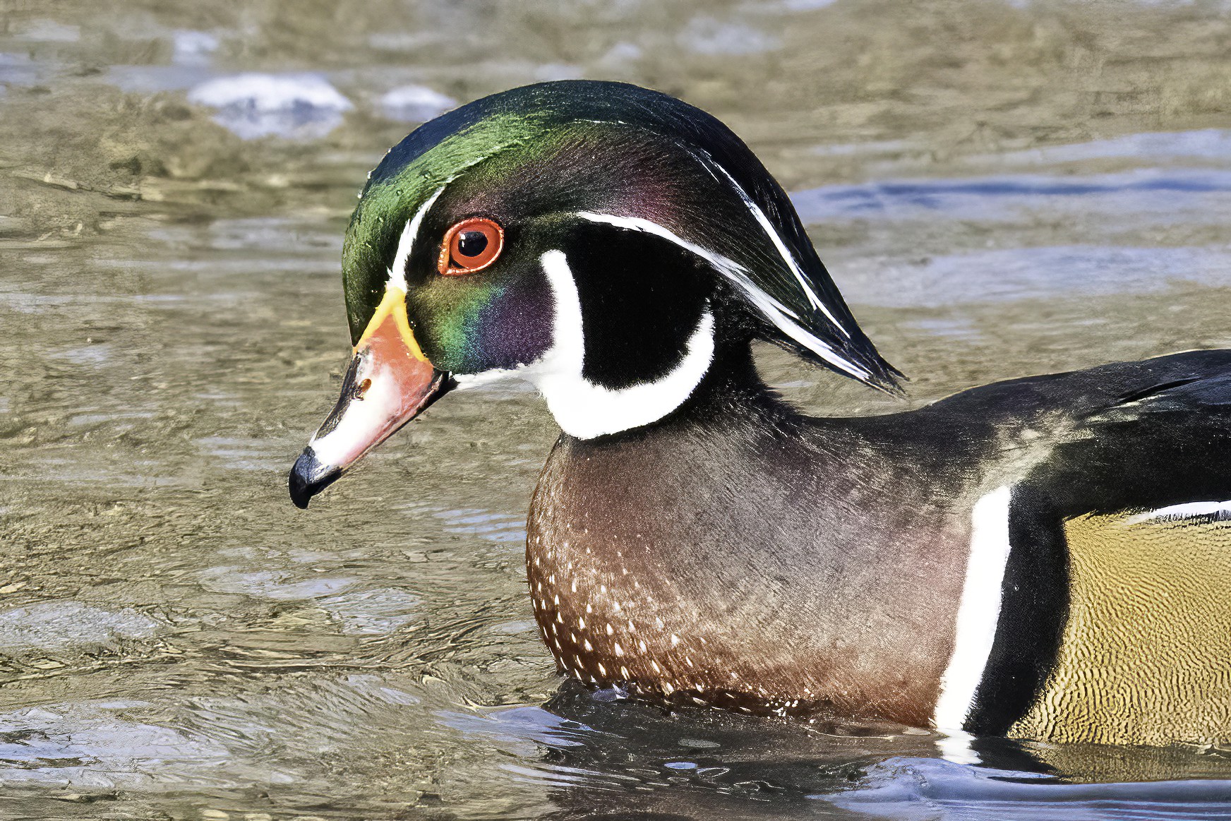 Wood Duck